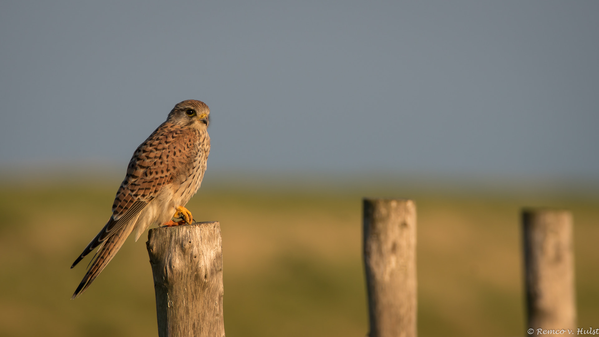 Sony ILCA-77M2 + Tamron SP 150-600mm F5-6.3 Di VC USD sample photo. Common kestrel  photography