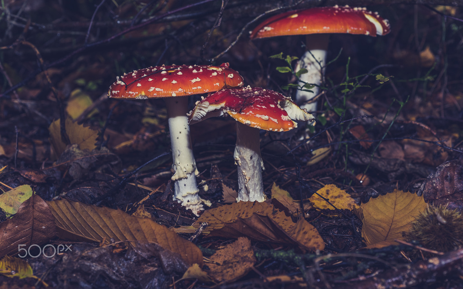 Nikon D810 + Nikon AF Micro-Nikkor 60mm F2.8D sample photo. Amanita muscaria photography