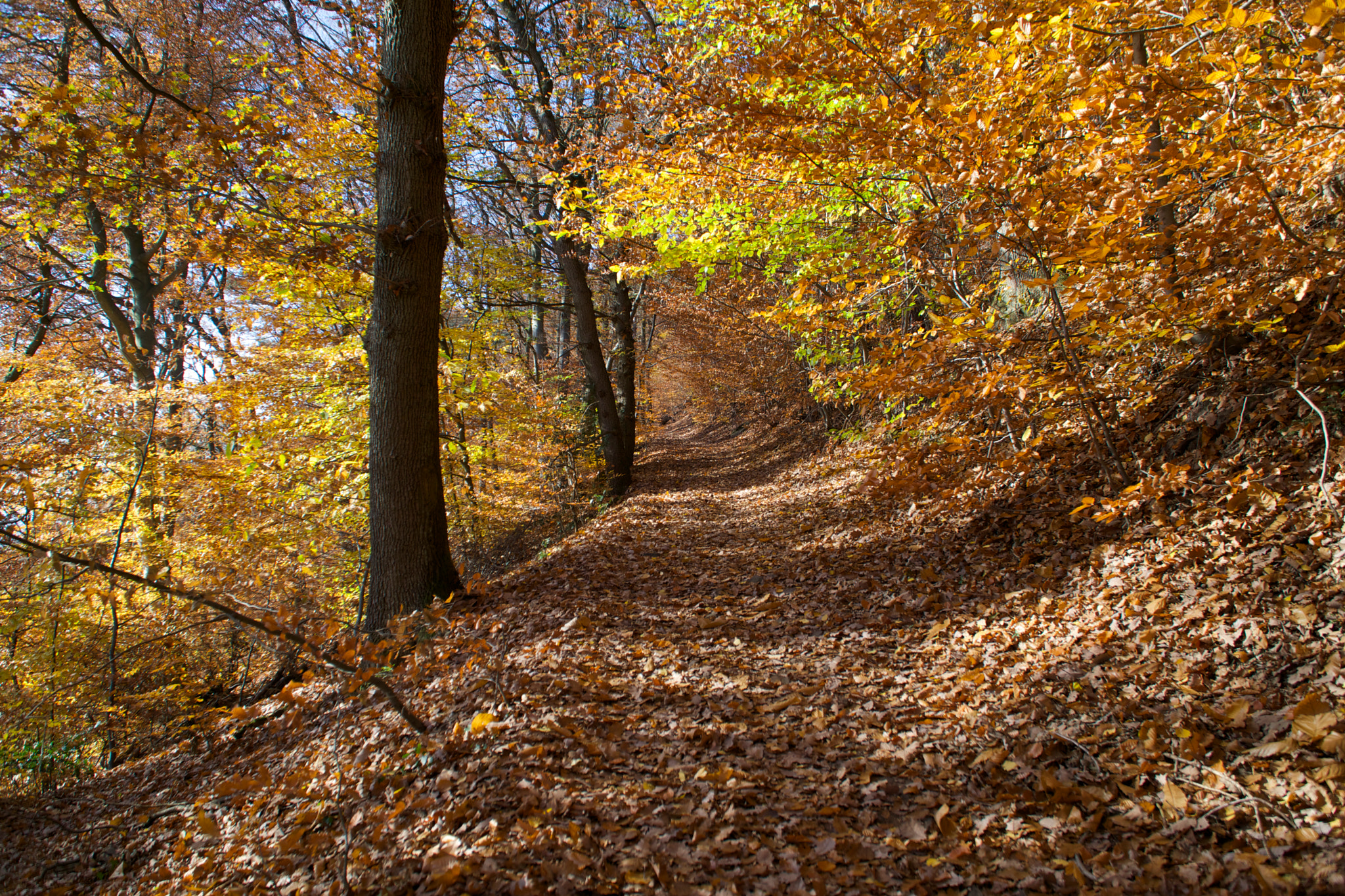 Sony E PZ 18-105mm F4 G OSS sample photo. Wandern auf dem philosophenweg in heidelberg photography