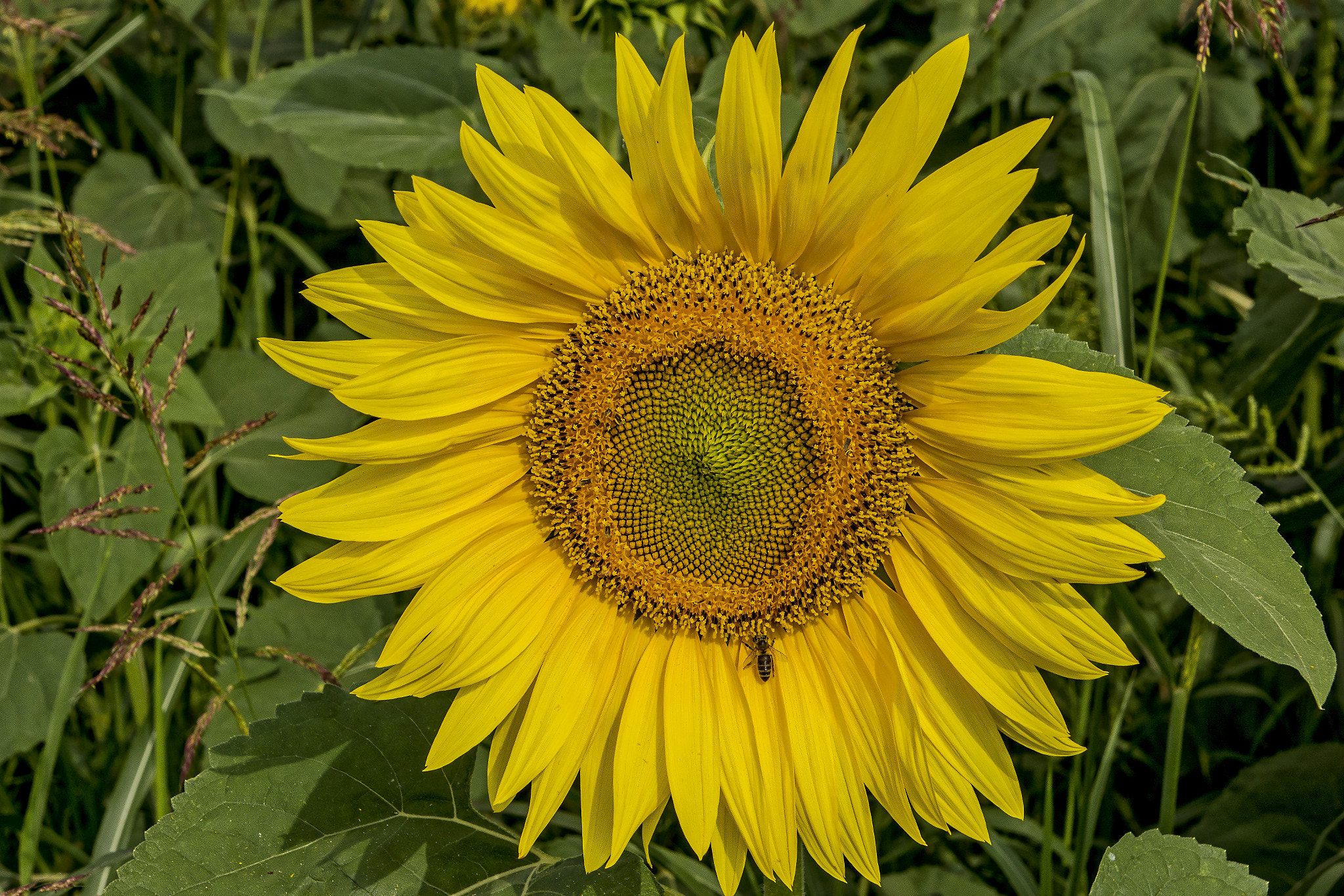 Sony Alpha NEX-7 sample photo. Sunflower photography