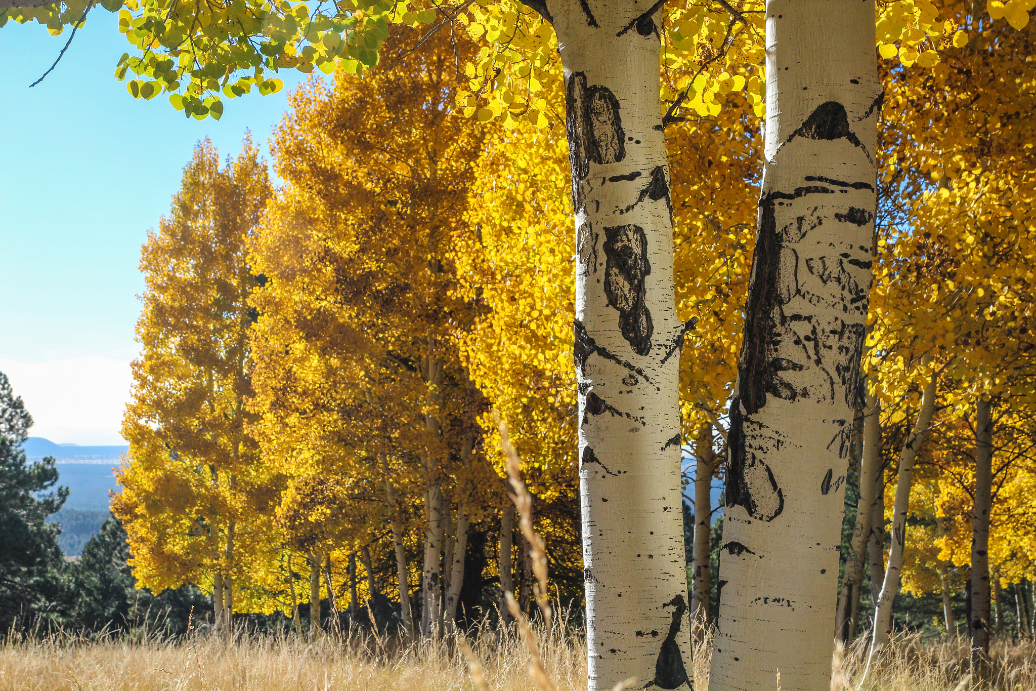 Tamron SP AF 17-50mm F2.8 XR Di II LD Aspherical (IF) sample photo. Arizona foliage photography