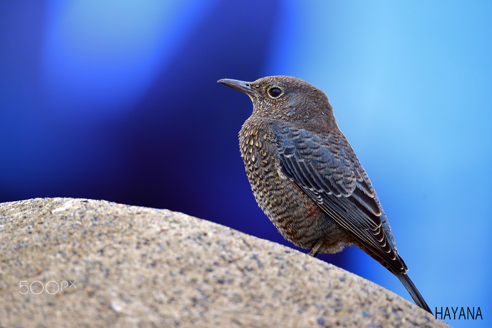 Sigma 150-600mm F5-6.3 DG OS HSM | S sample photo. Blue rockthrush. photography