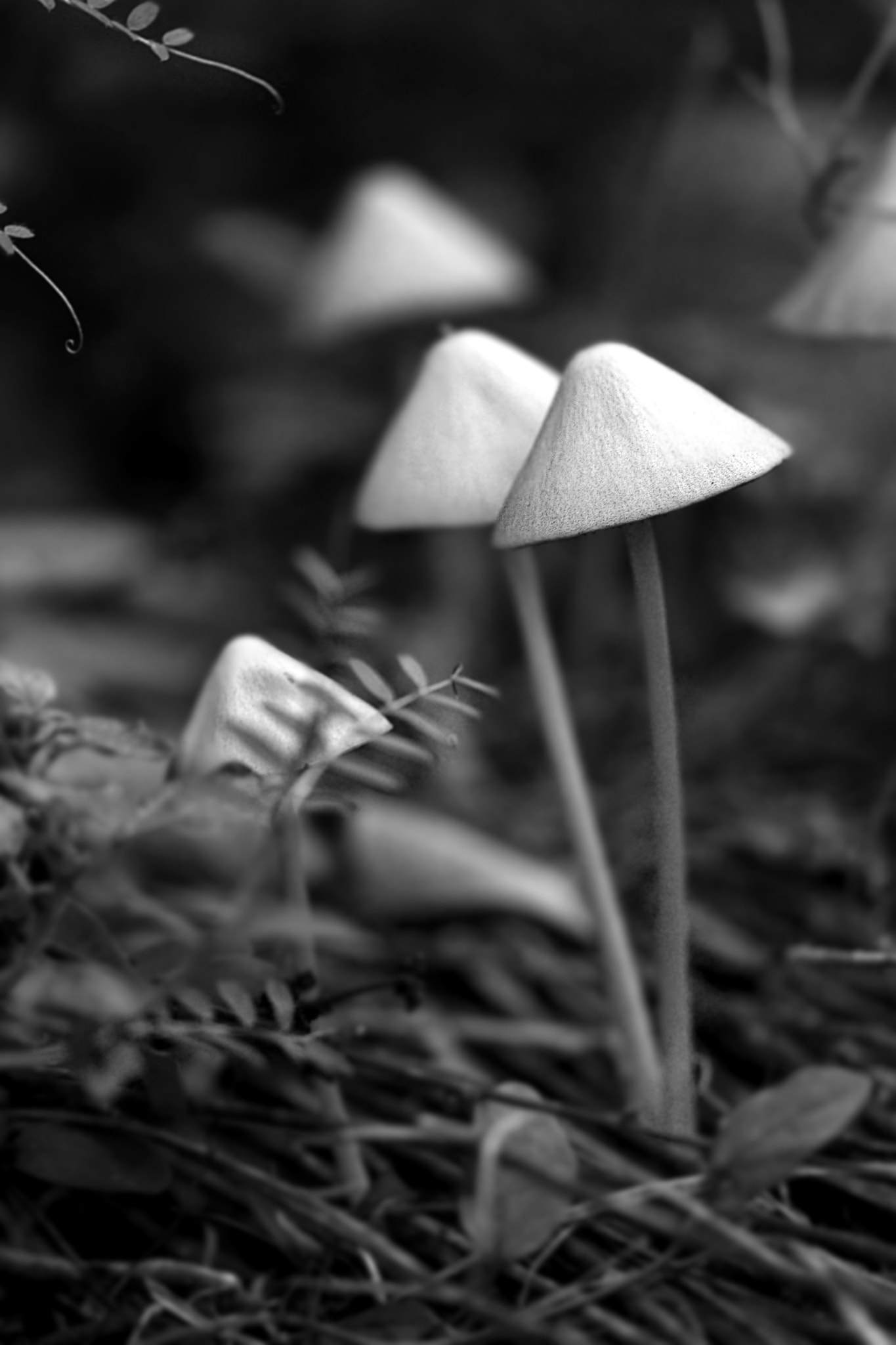 Sigma 105mm F2.8 EX DG OS HSM sample photo. Twins photography