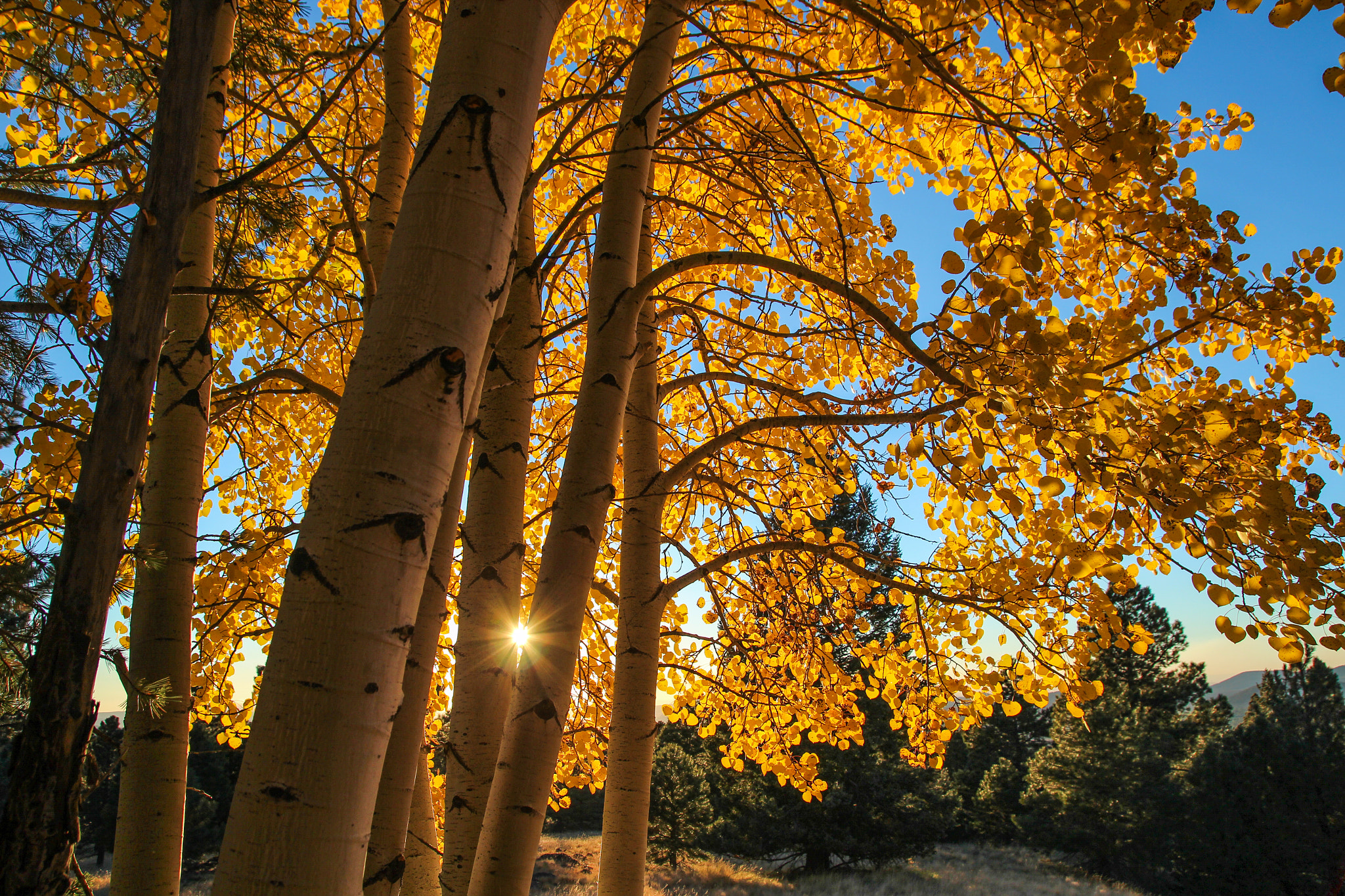 Tamron SP AF 17-50mm F2.8 XR Di II LD Aspherical (IF) sample photo. Aspen views photography