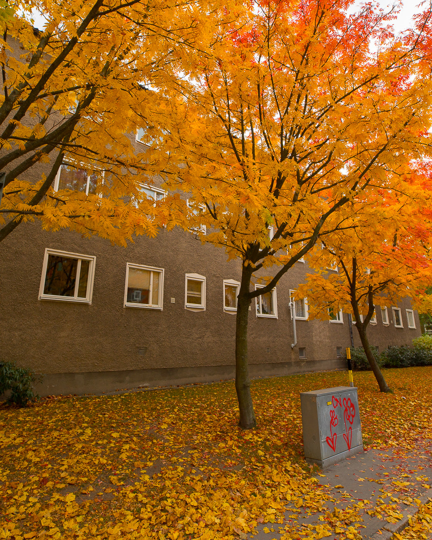 Sigma 20mm F1.4 DG HSM Art sample photo
