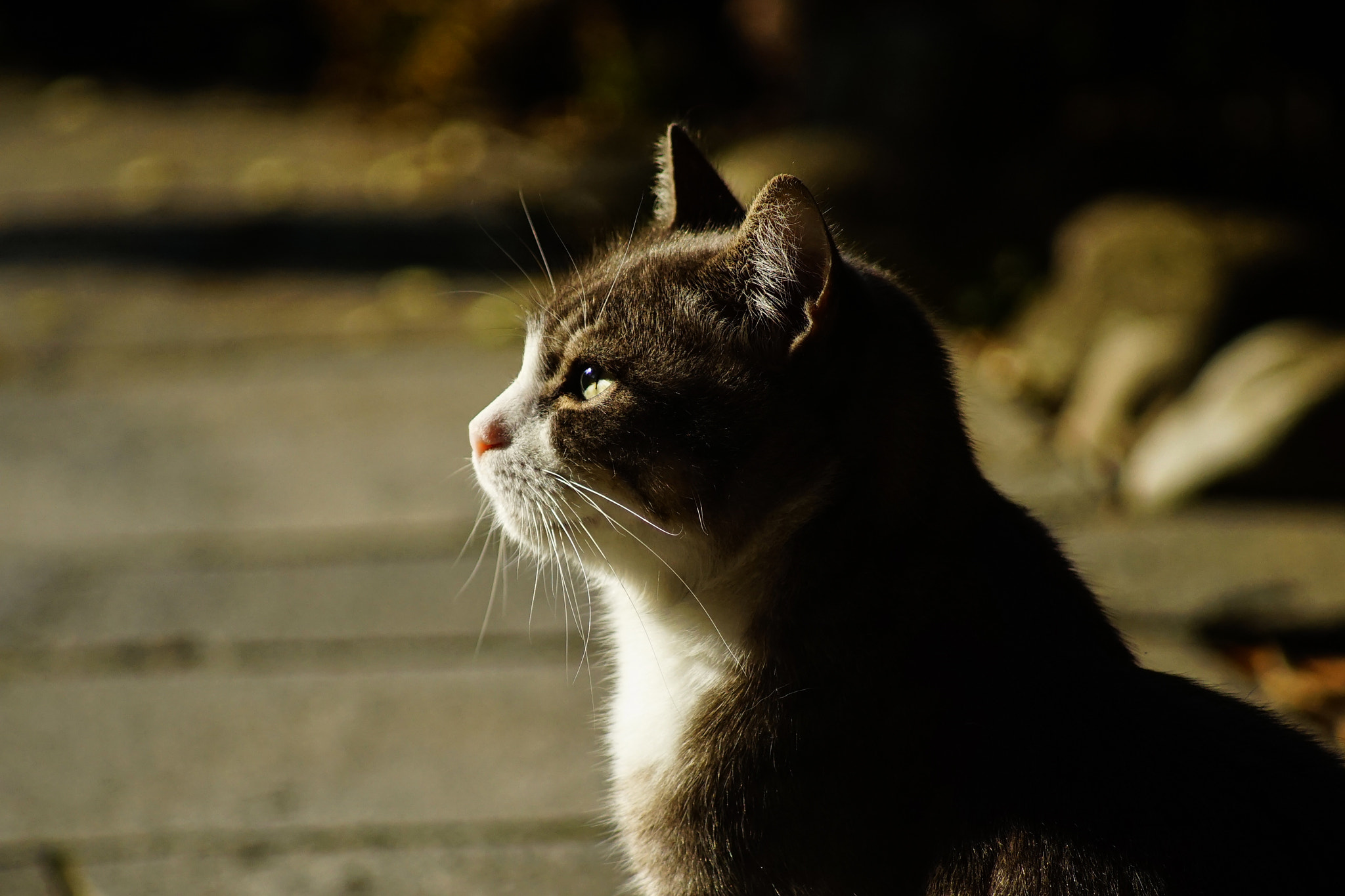 Tamron 18-270mm F3.5-6.3 Di II PZD sample photo. Meow photography