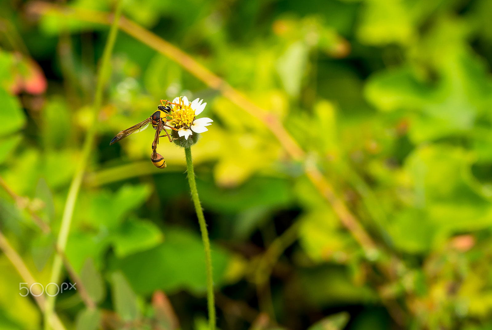 Sony a6300 + Sony FE 28-70mm F3.5-5.6 OSS sample photo. Vespidae on flower photography