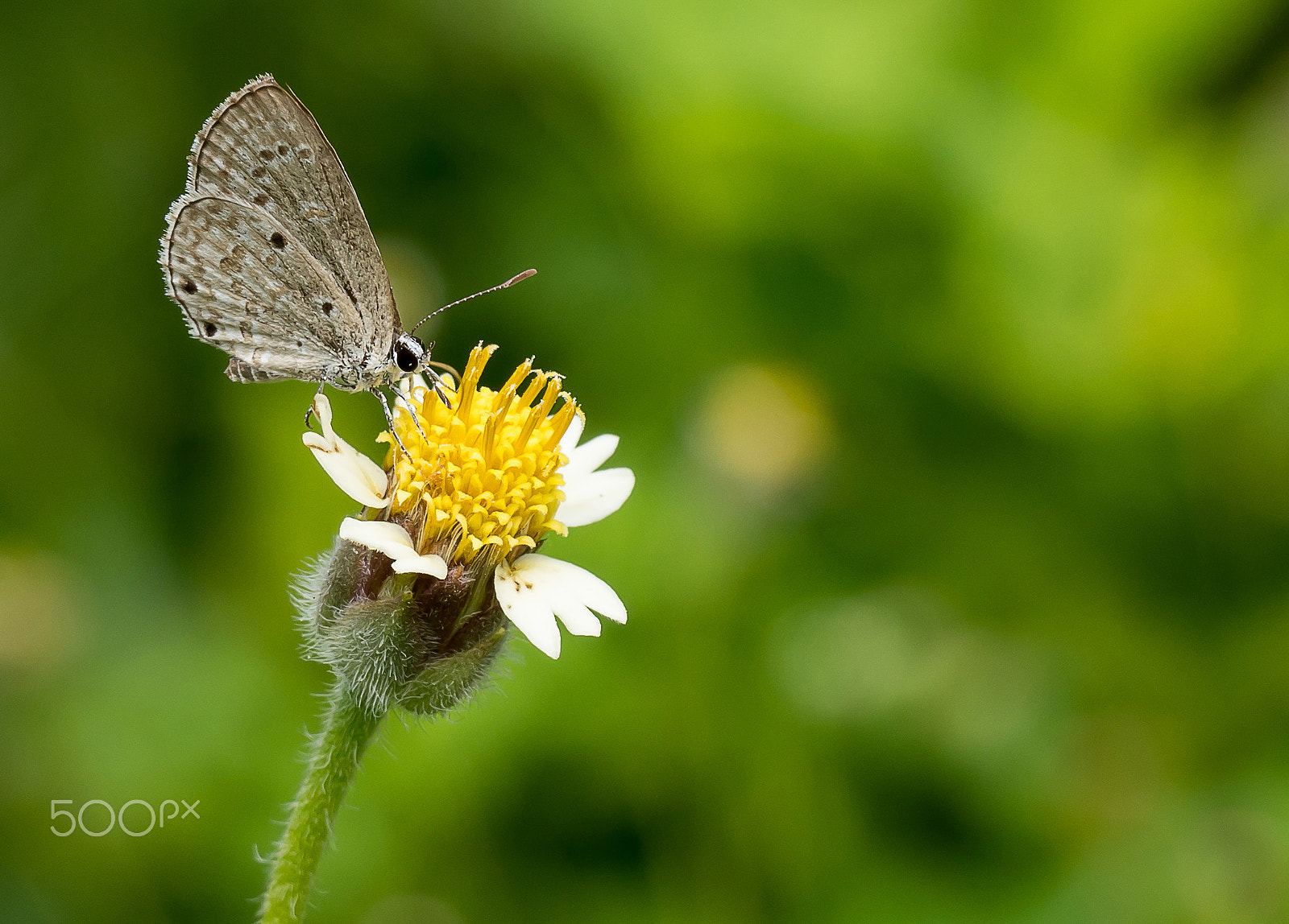 Sony a6300 + Sony FE 28-70mm F3.5-5.6 OSS sample photo. Butterfly photography