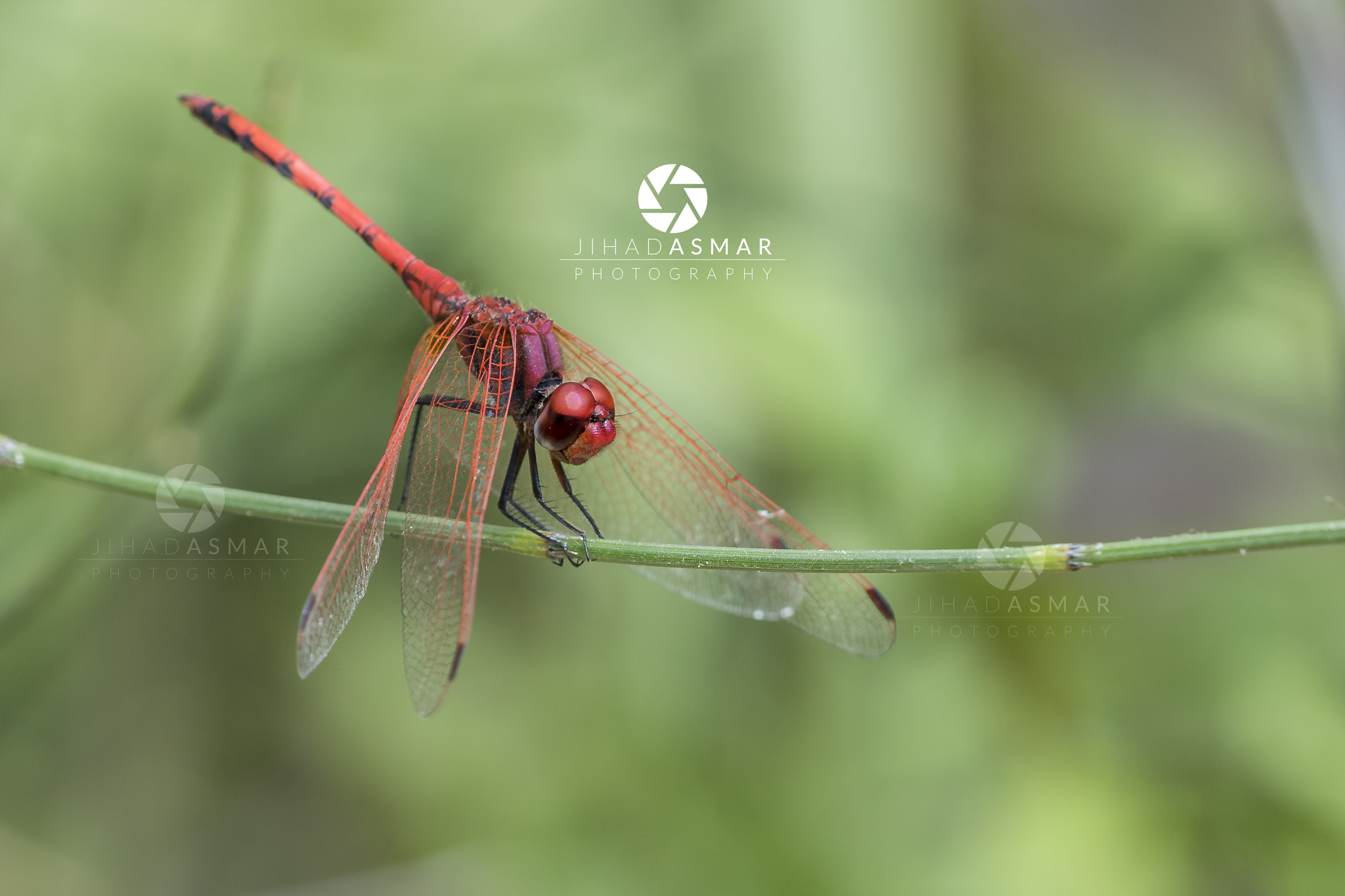 Nikon D750 + Sigma 150mm F2.8 EX DG Macro HSM sample photo. The dragonfly - lebanon photography