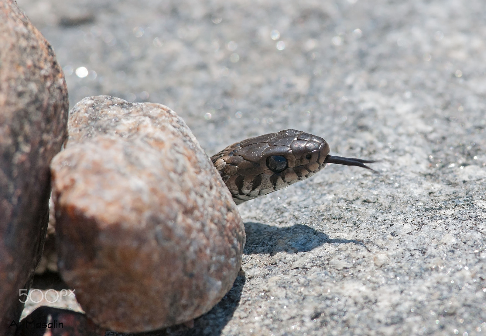 Nikon D300S + Nikon AF-S Nikkor 300mm F4D ED-IF sample photo. Grass snake photography