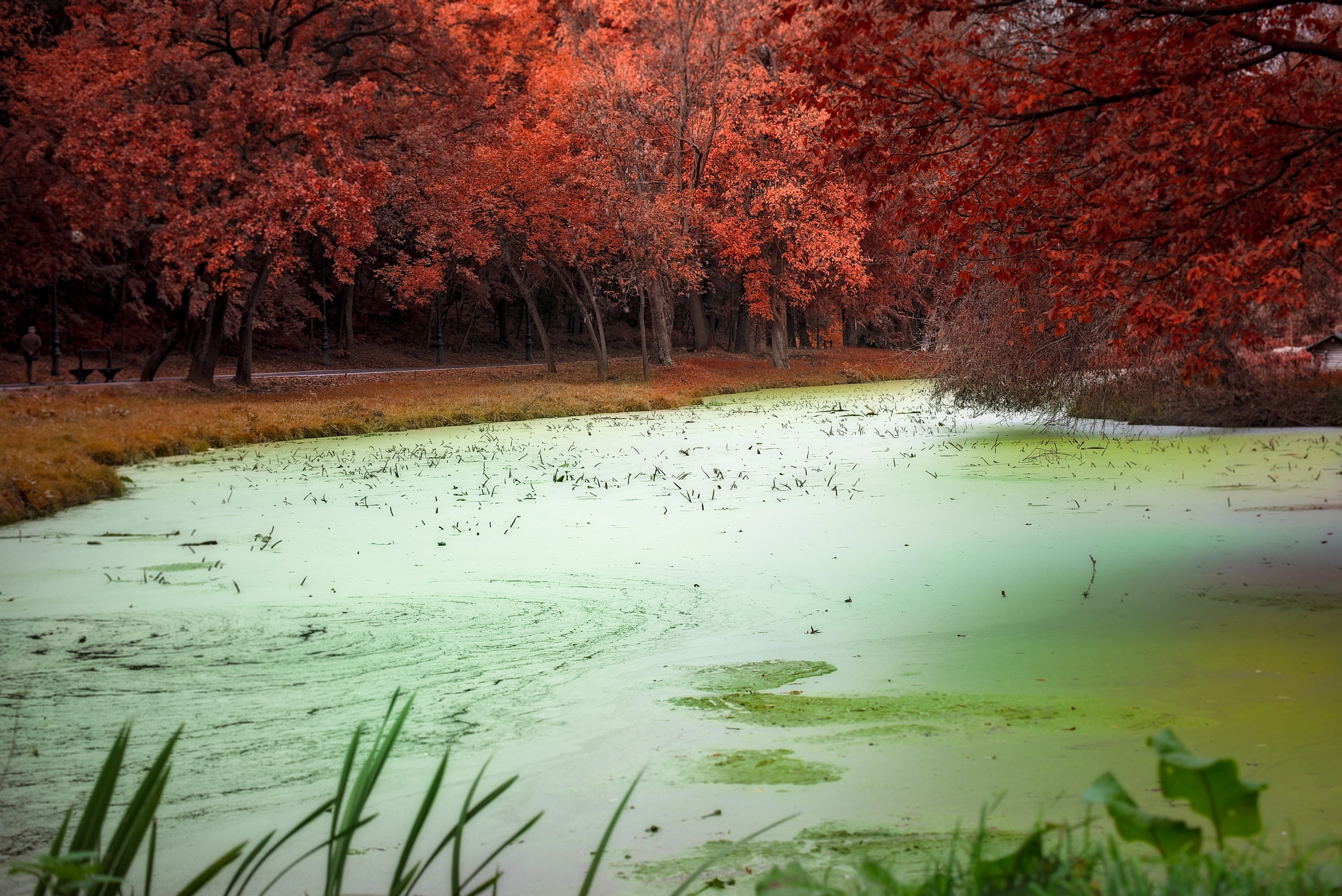 Nikon D800 sample photo. Autumn photography