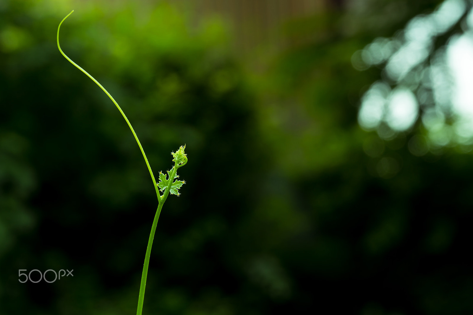 Sony a6300 + Sony FE 28-70mm F3.5-5.6 OSS sample photo. Leaves blow photography