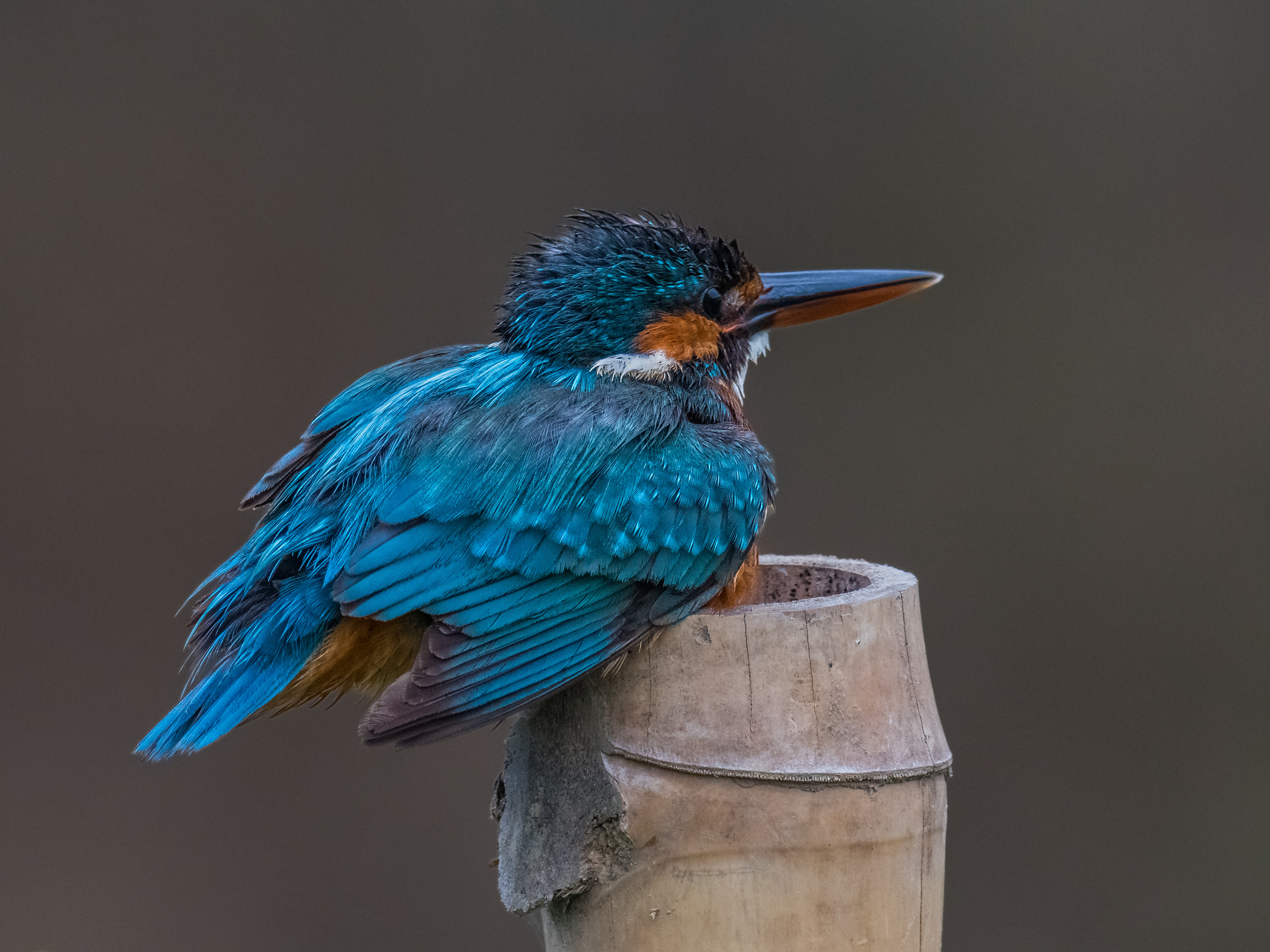 Nikon AF-S Nikkor 800mm F5.6E FL ED VR sample photo. Common kingfisher photography