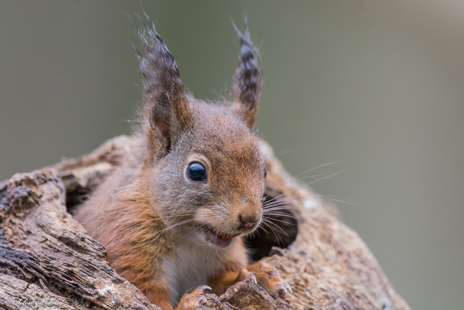 Nikon D7100 + Nikon AF-S Nikkor 500mm F4G ED VR sample photo. Eekhoorn - belgium squirrel photography