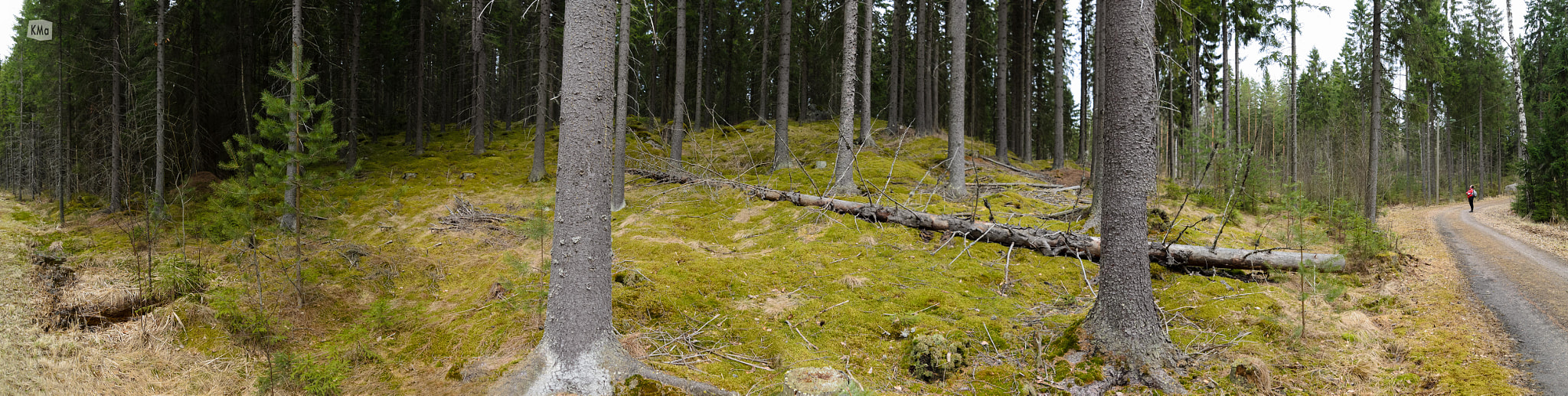 Tokina AT-X Pro 11-16mm F2.8 DX sample photo. Forest view photography