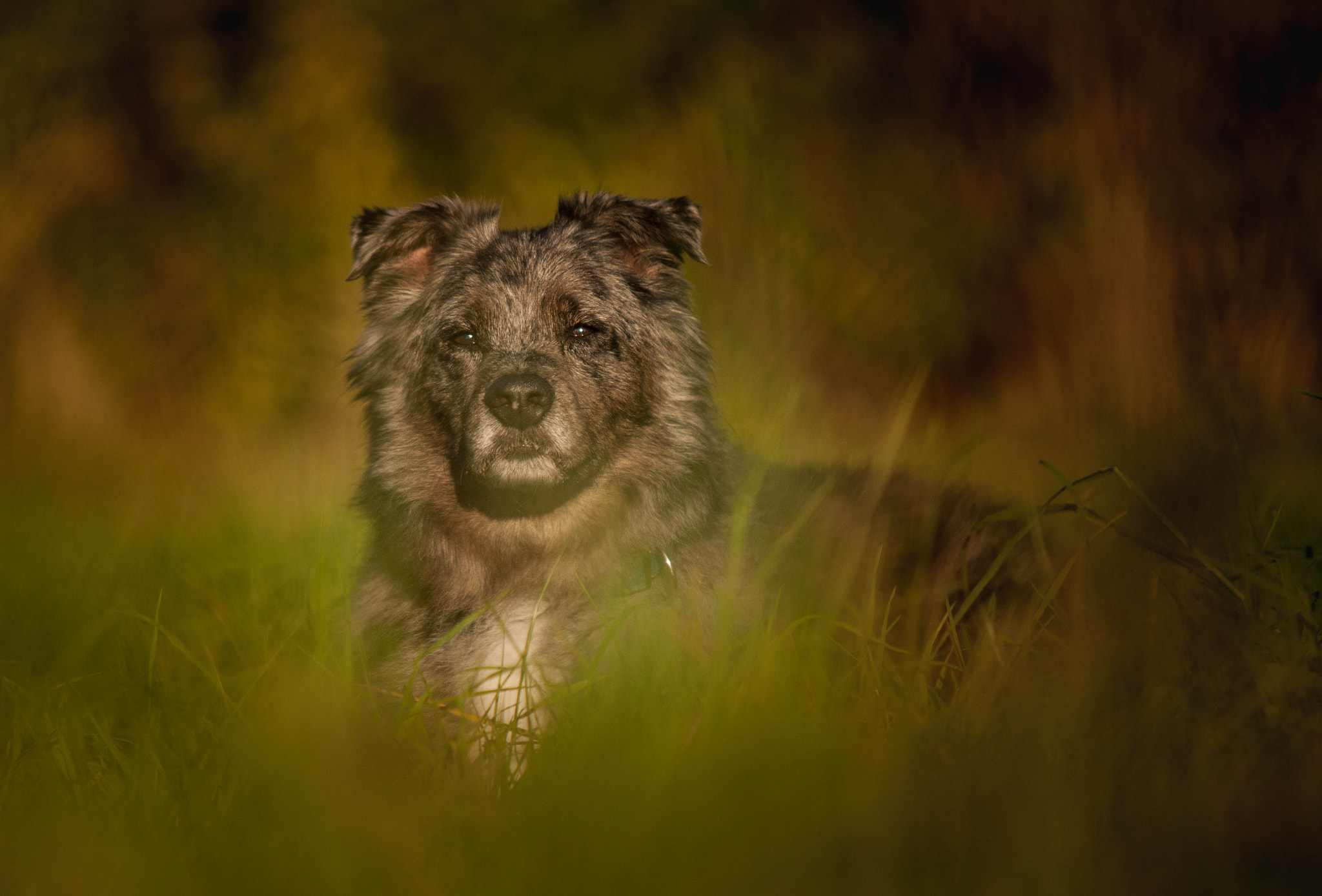 Sigma 70-200mm F2.8 EX DG Macro HSM II sample photo. Old dog photography