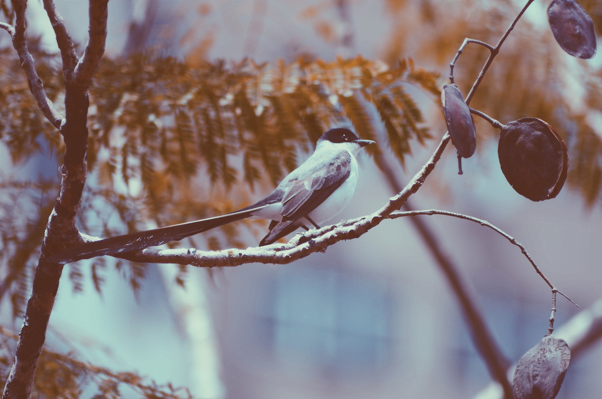 Nikon AF Nikkor 70-300mm F4-5.6G sample photo. Bird...  photography