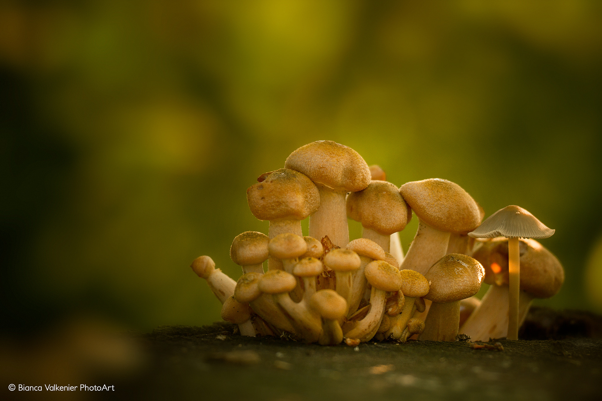 Sigma 150mm f/2.8 EX DG OS HSM APO Macro sample photo. Mushroom family photography