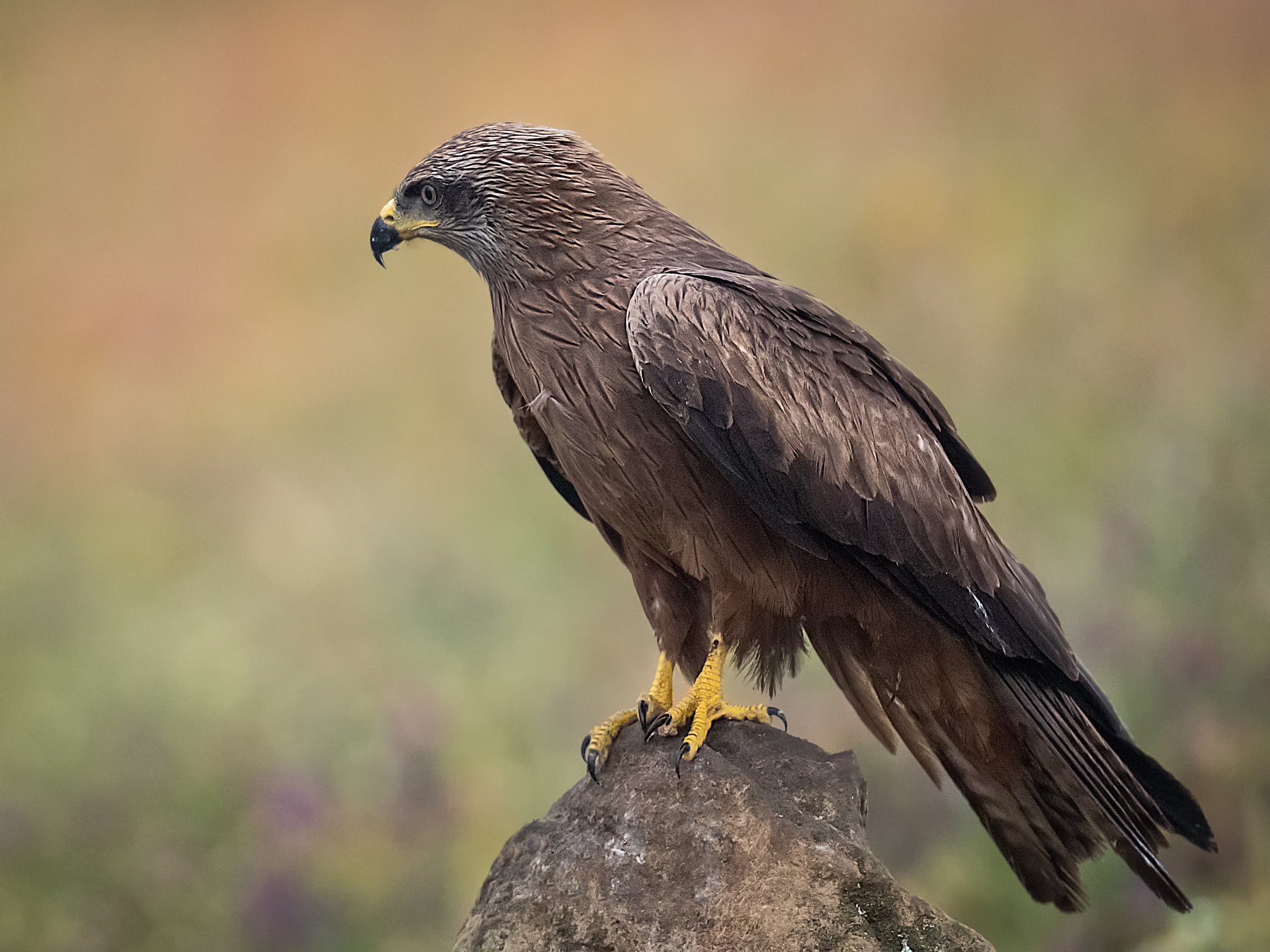 Canon EF 200-400mm F4L IS USM Extender 1.4x sample photo