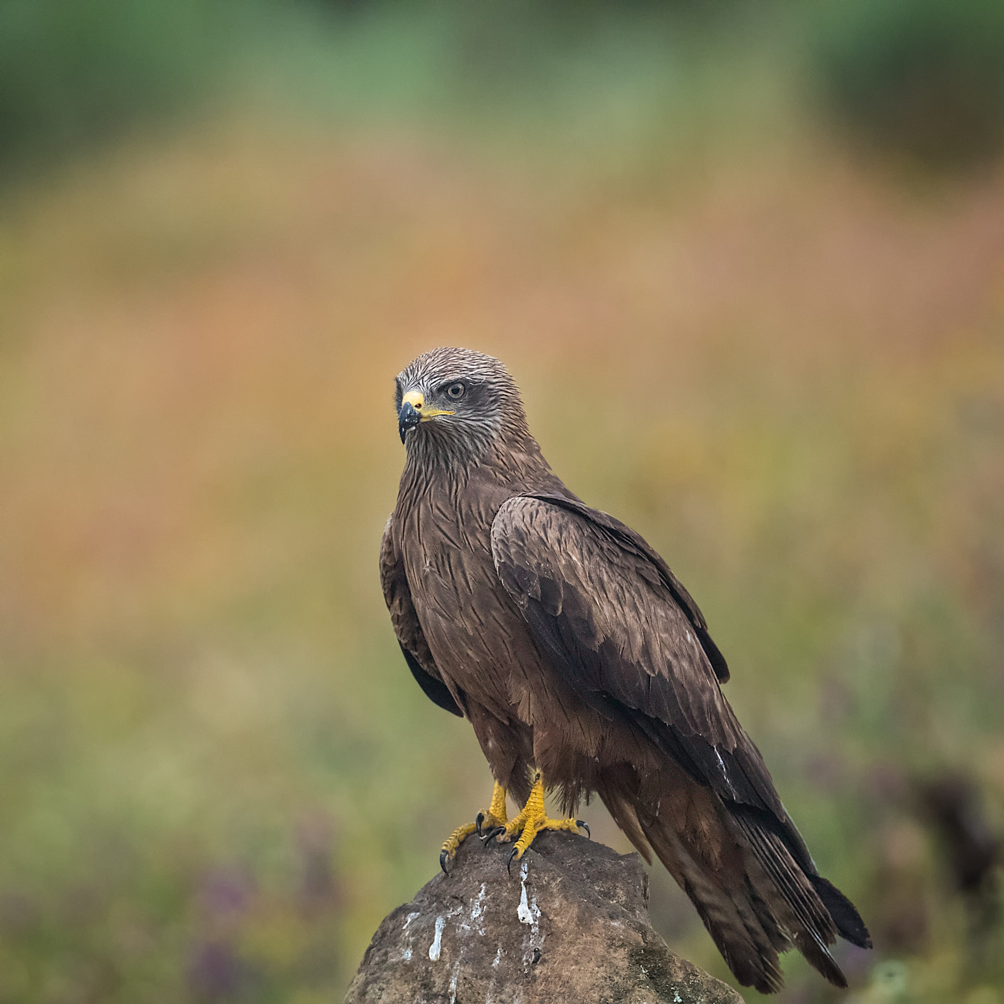 Canon EF 200-400mm F4L IS USM Extender 1.4x sample photo. Black hawk photography