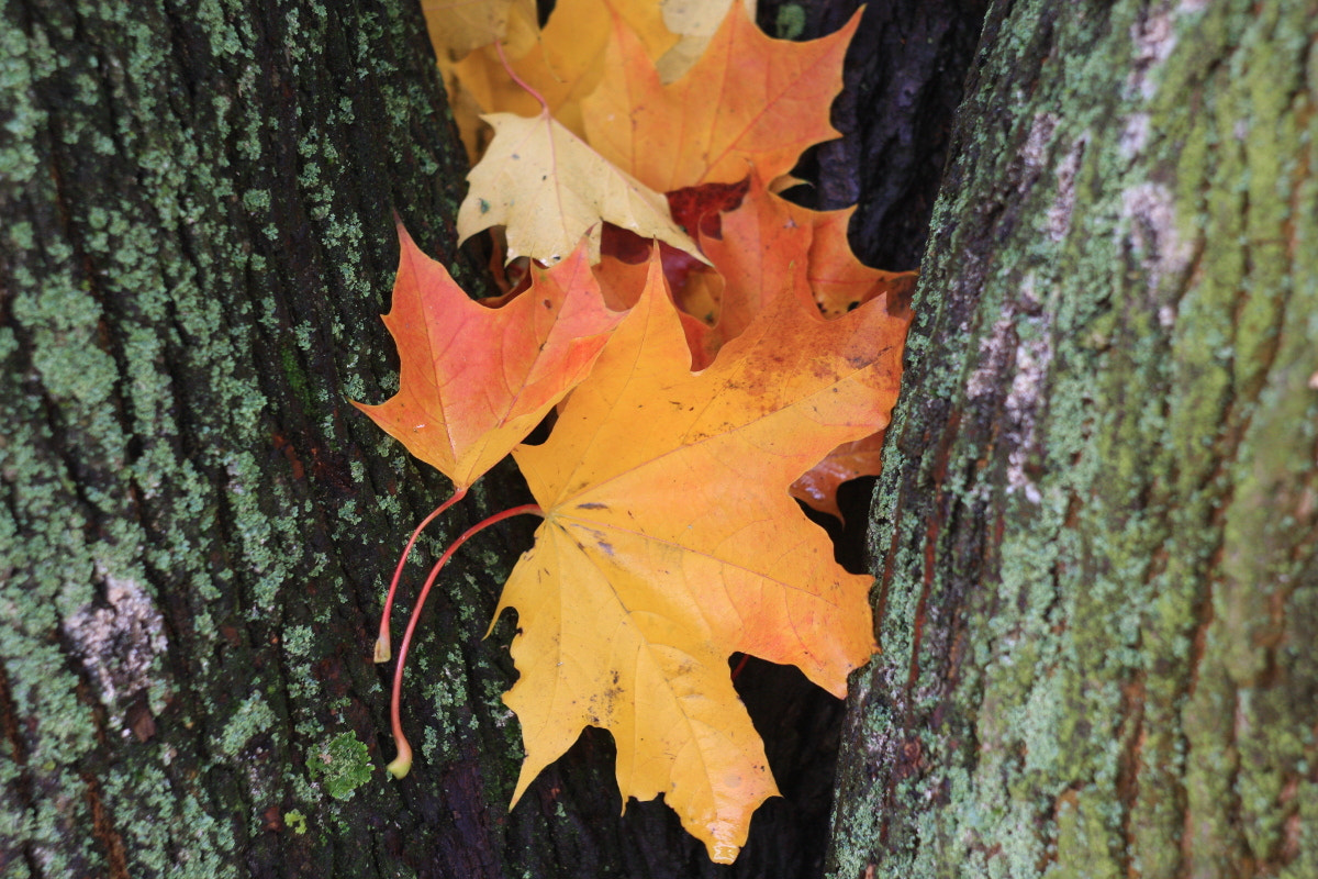 Canon EF 35-80mm f/4-5.6 sample photo. Hideout photography
