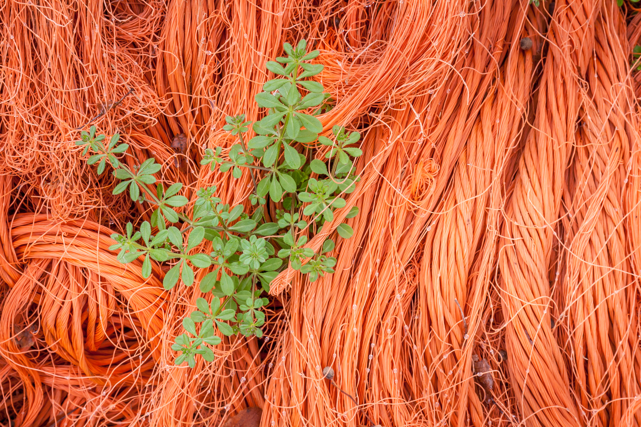 Canon EOS 1000D (EOS Digital Rebel XS / EOS Kiss F) sample photo. "bound or unbound...?" photography