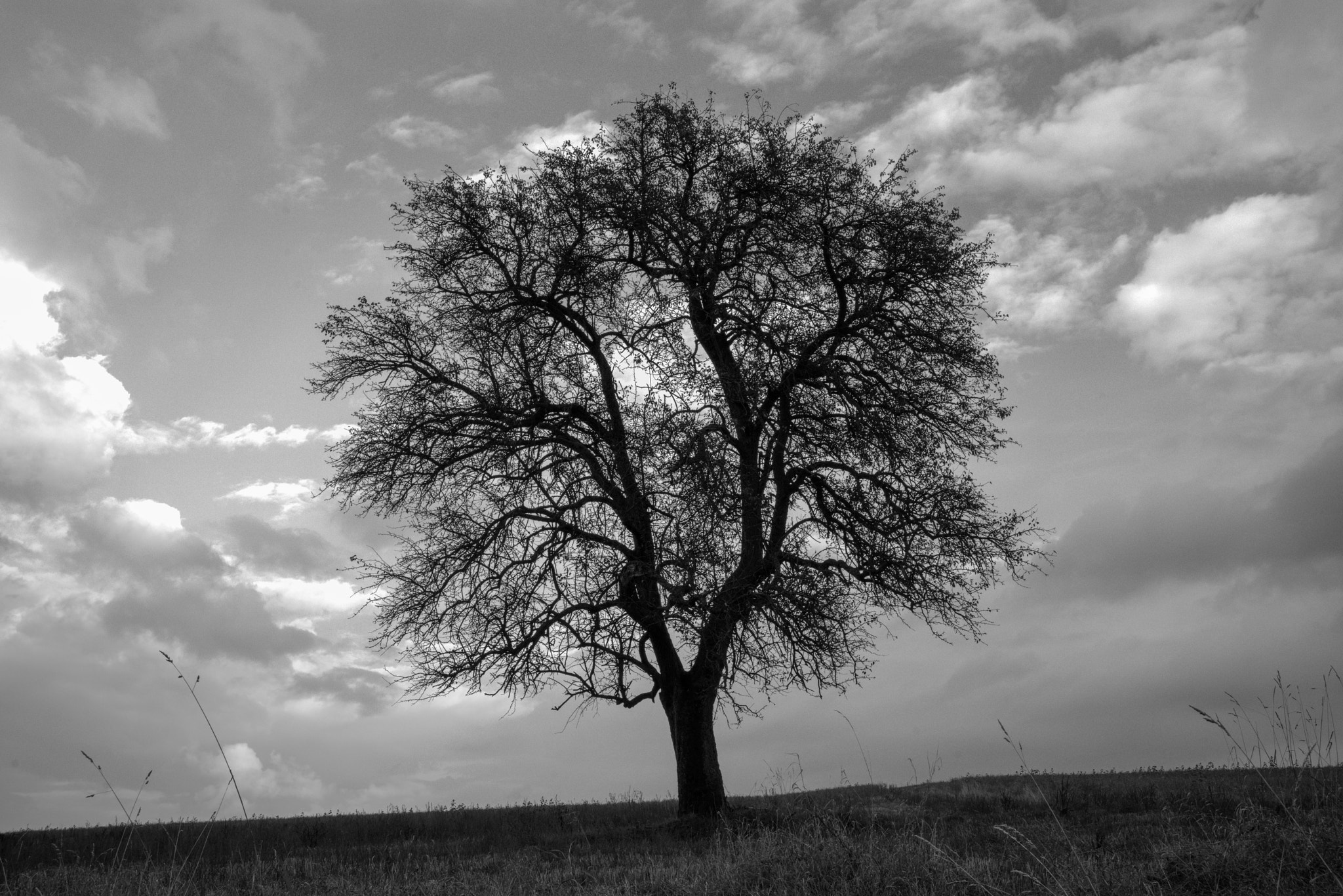 Sony a7R + E 35mm F2 sample photo. Tree photography