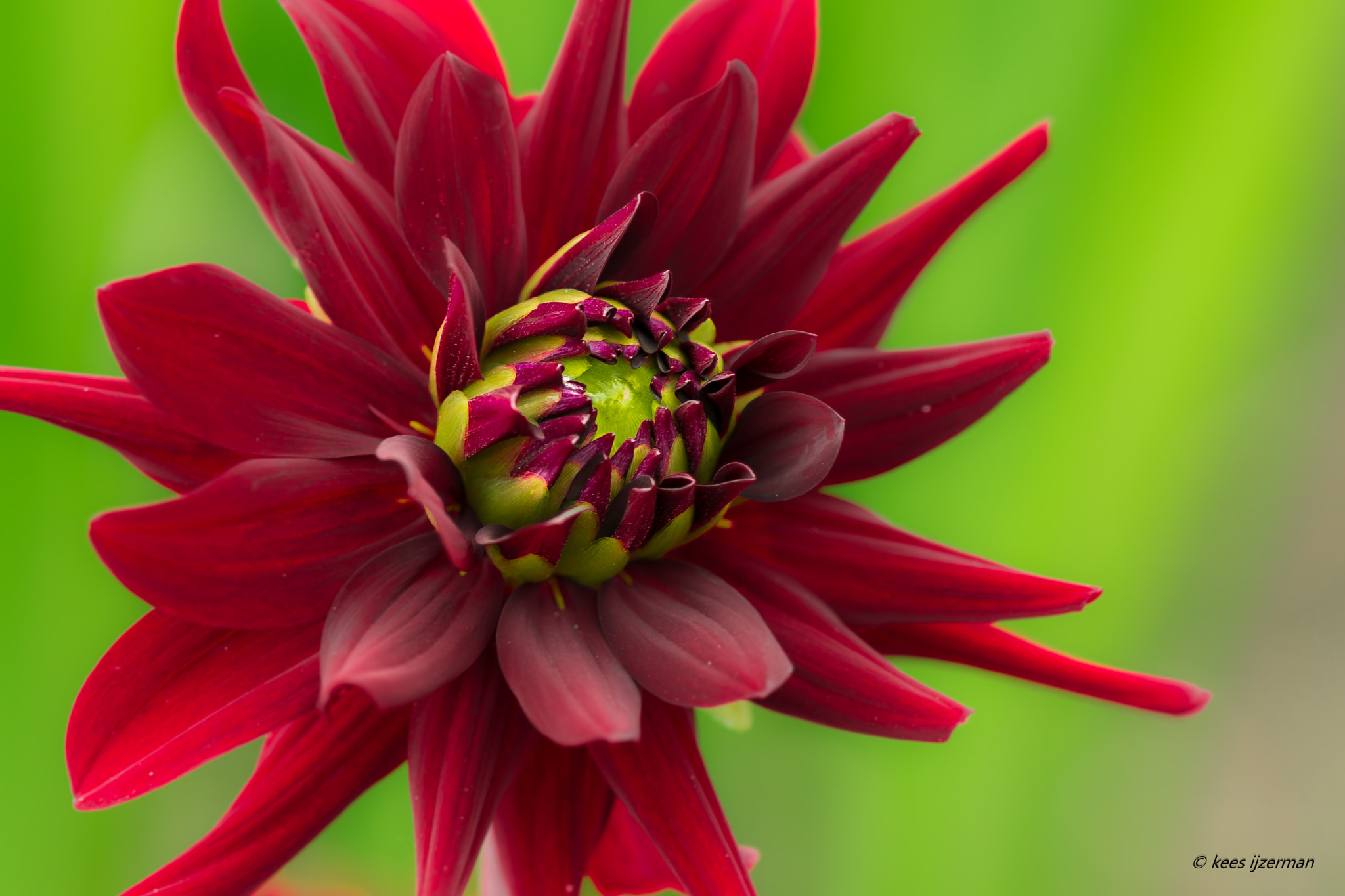 Sony SLT-A77 + Sony 100mm F2.8 Macro sample photo. Dahlia photography