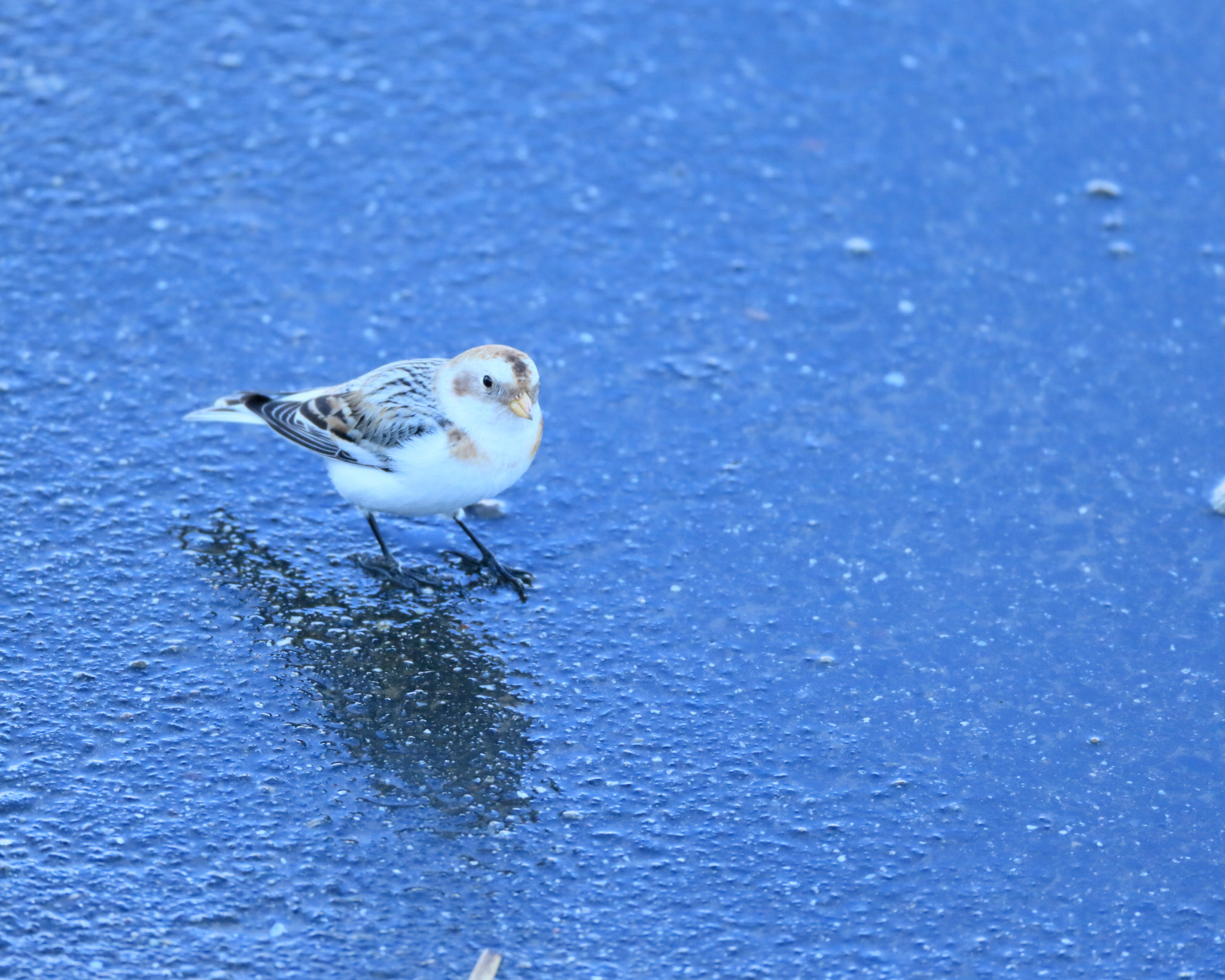 Canon EF 800mm F5.6L IS USM sample photo. ユキホオジロ ポーズ− photography