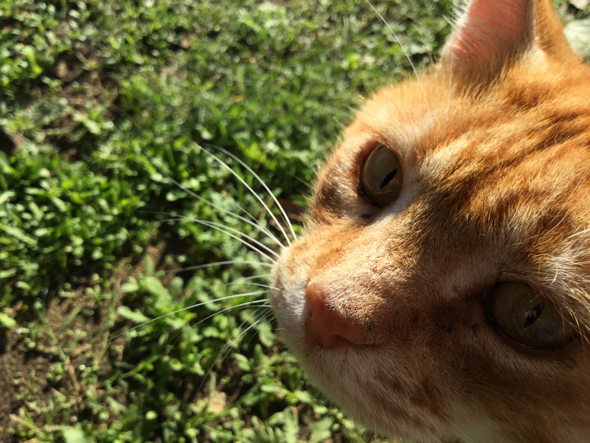 Apple iPod7,1 sample photo. Ginger cat photography