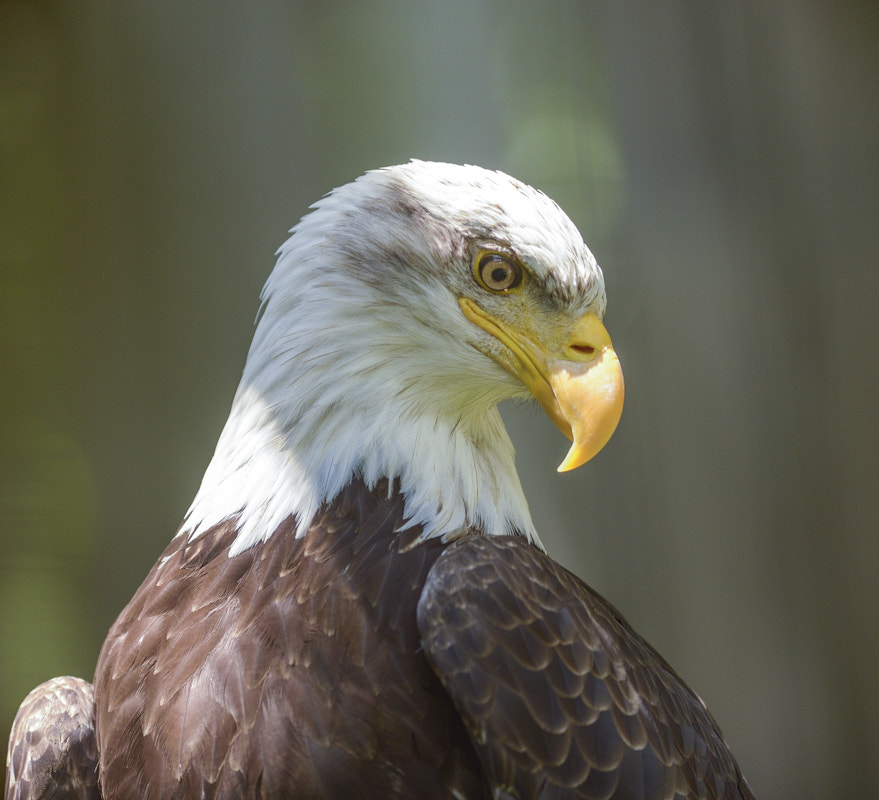 AF-S Nikkor 300mm f/2.8D IF-ED II sample photo. Anmerican eagle photography