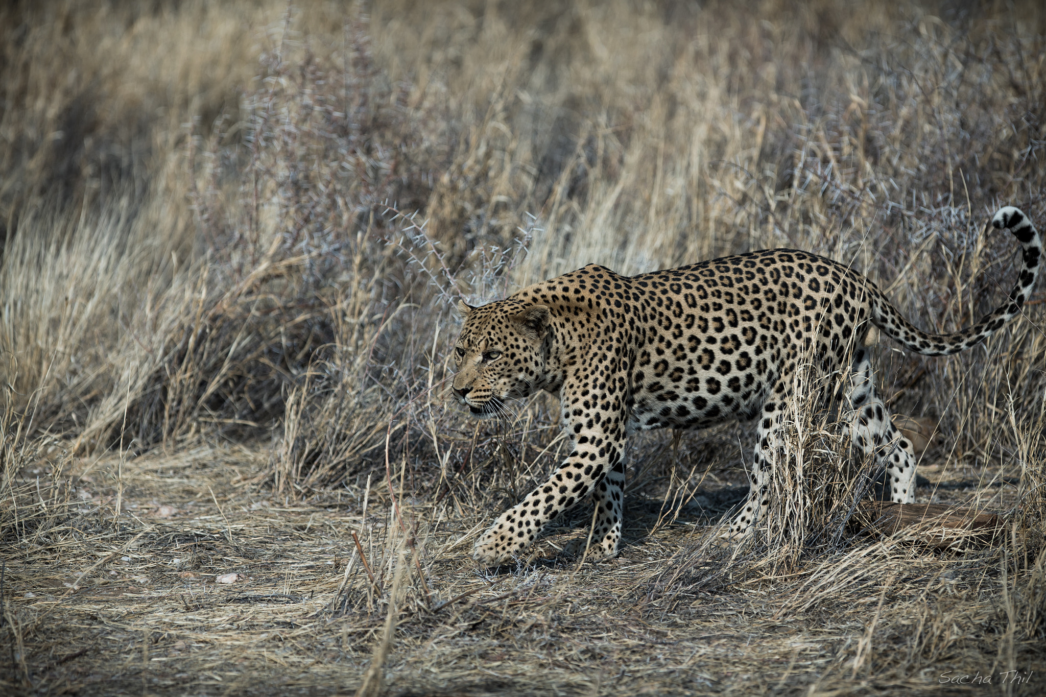 Canon EOS-1D X + Canon EF 300mm F2.8L IS USM sample photo. Nice  little cat photography