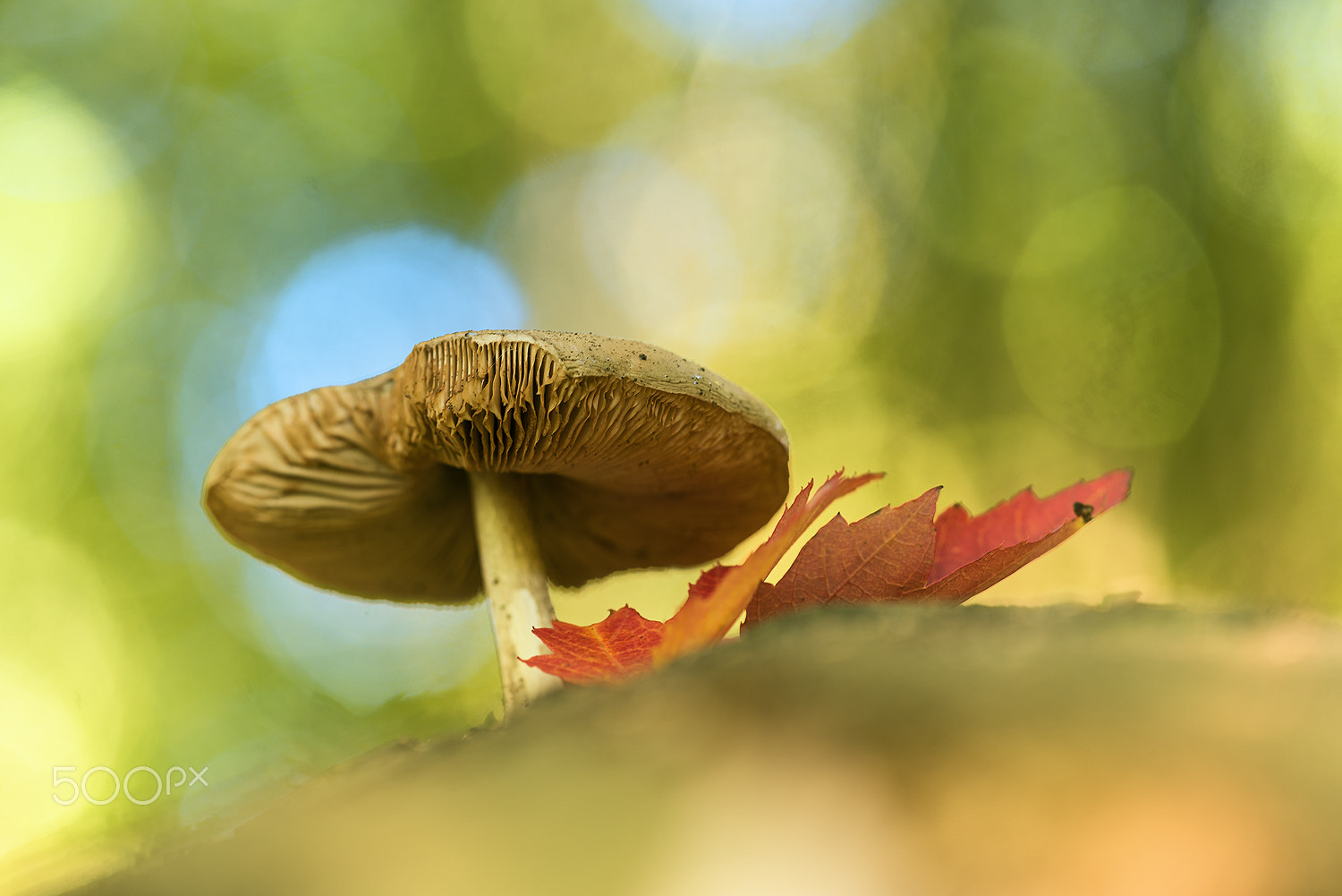 Sigma 150mm F2.8 EX DG Macro HSM sample photo. Colours of autumn photography