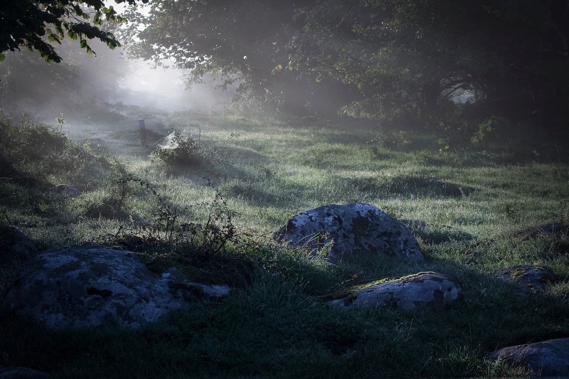 Canon EF 28-135mm F3.5-5.6 IS USM sample photo. Foggy morning photography
