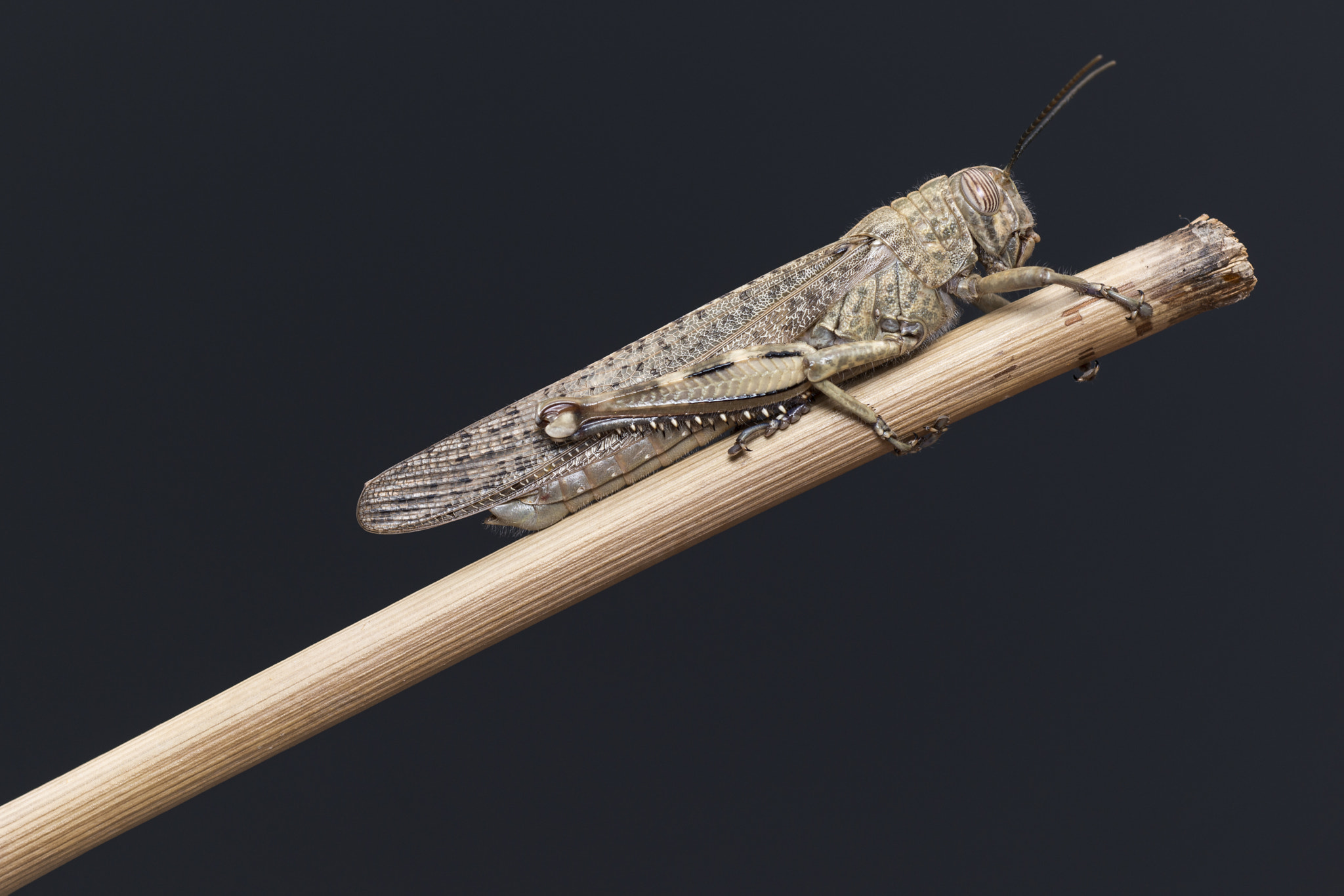 PC Micro-Nikkor 85mm f/2.8D sample photo. Grasshopper with a work suit photography