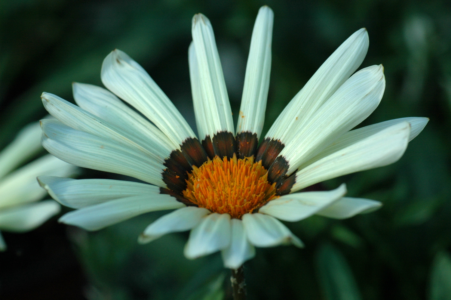 Sigma Macro 90mm F2.8 sample photo. A photography