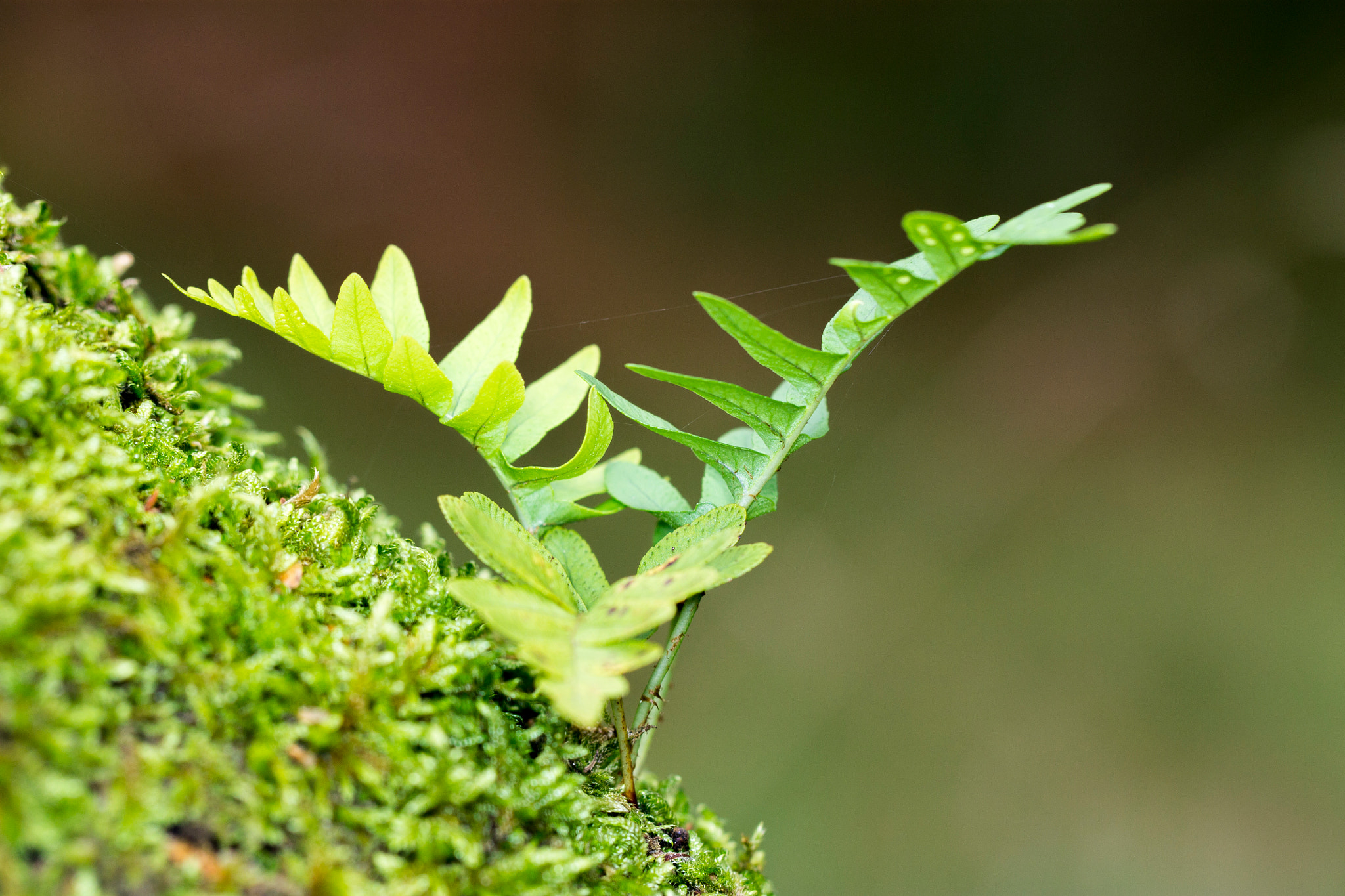 Canon EF 100mm F2.8L Macro IS USM sample photo. Fern photography