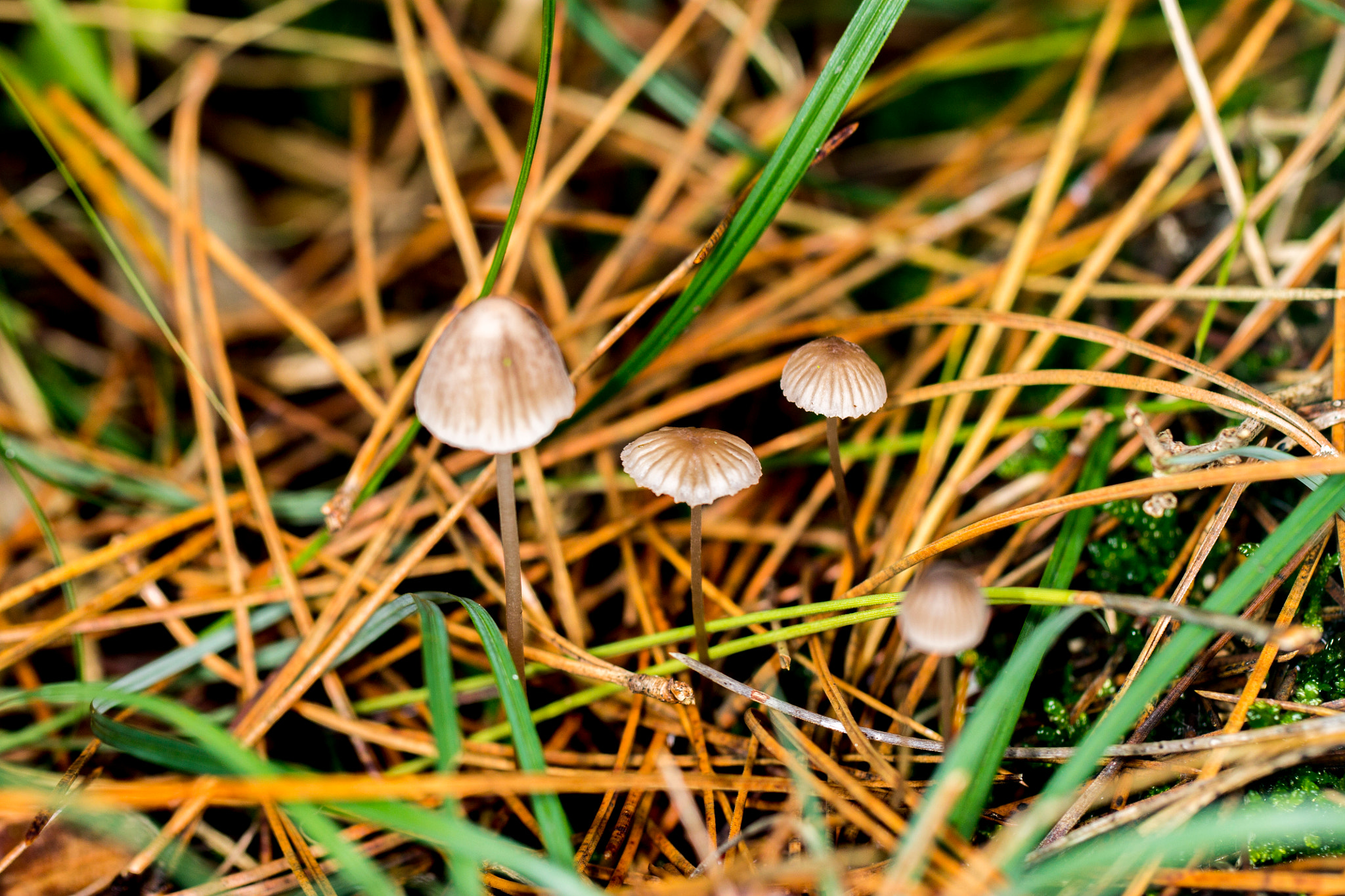 Canon EF 100mm F2.8L Macro IS USM sample photo. Mushroom photography