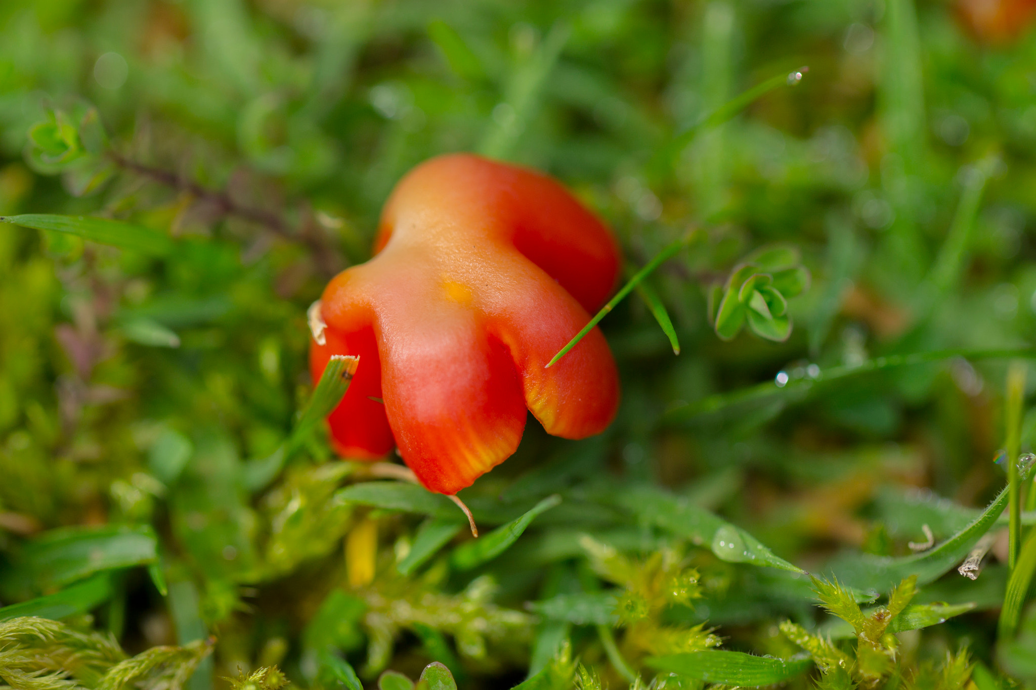 Canon EF 100mm F2.8L Macro IS USM sample photo. Mushroom photography