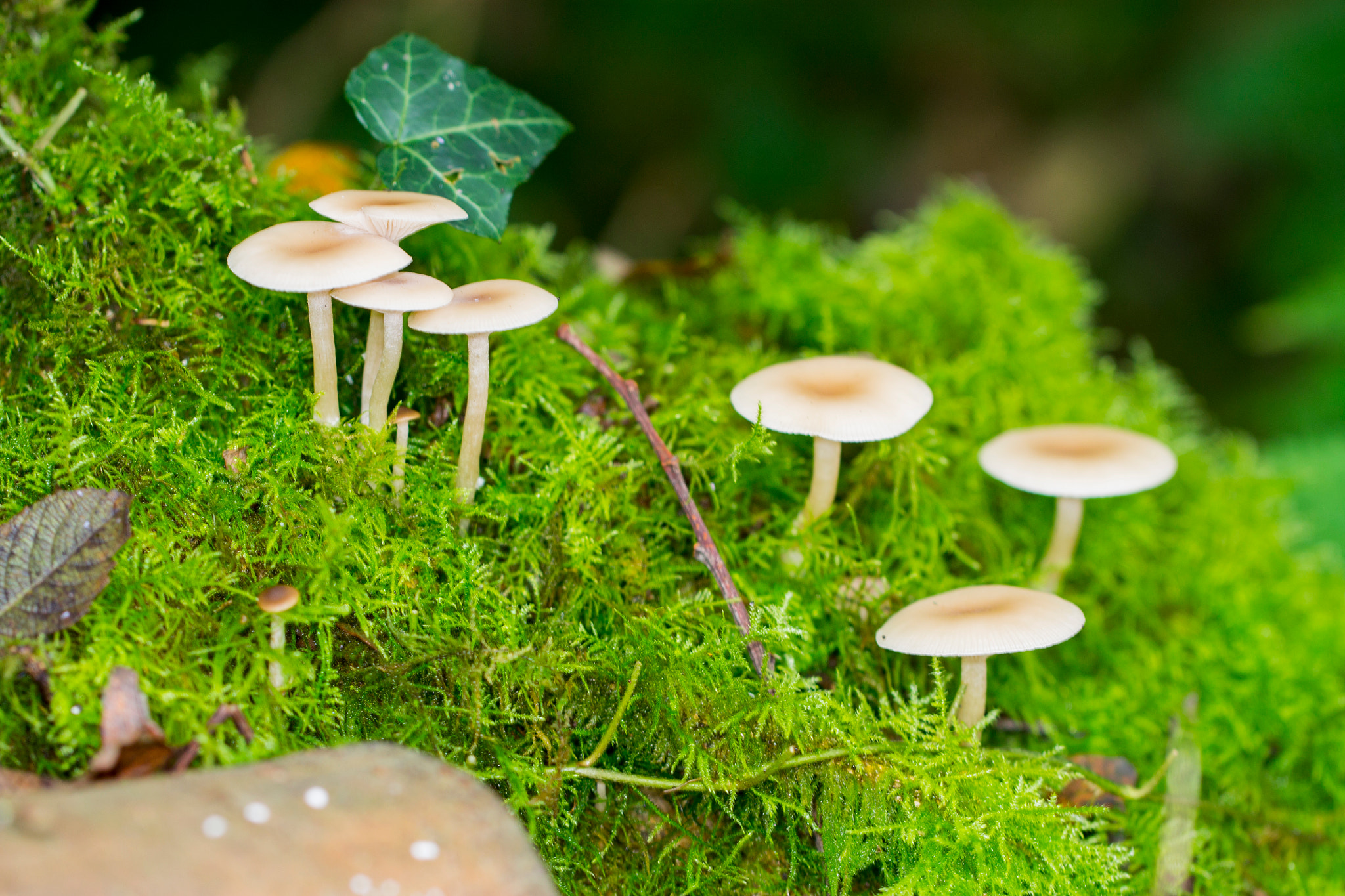 Canon EF 100mm F2.8L Macro IS USM sample photo. Mushroom photography