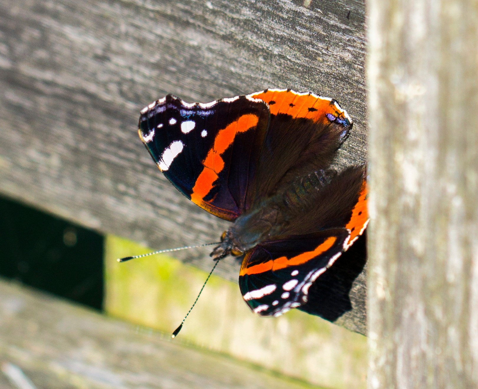 Canon EF 100mm F2.8L Macro IS USM sample photo. Tortoiseshell butterfly photography