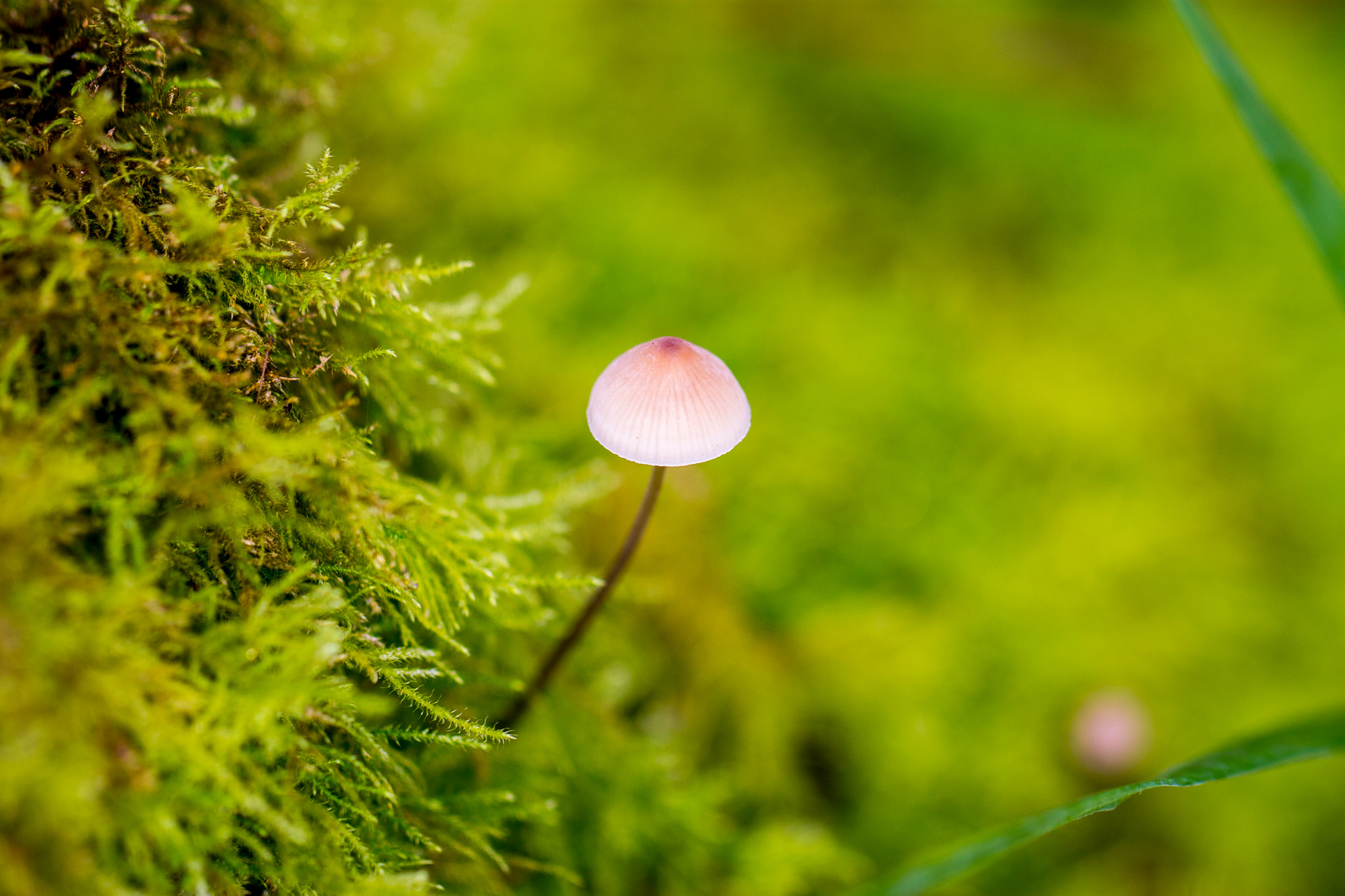 Canon EF 100mm F2.8L Macro IS USM sample photo. Mushroom photography