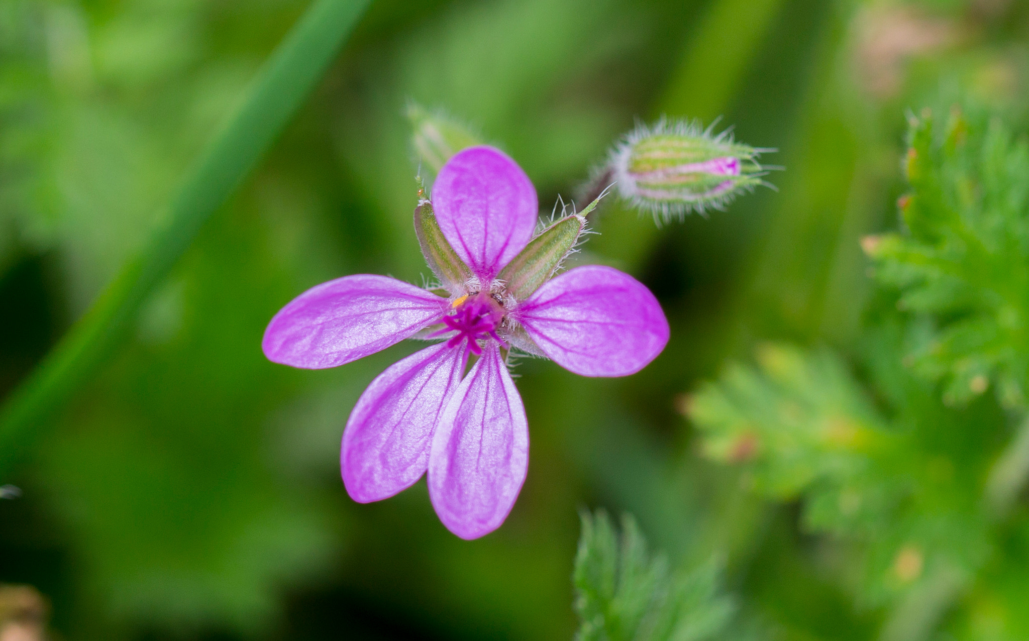 Canon EF 100mm F2.8L Macro IS USM sample photo. Random purple flower photography