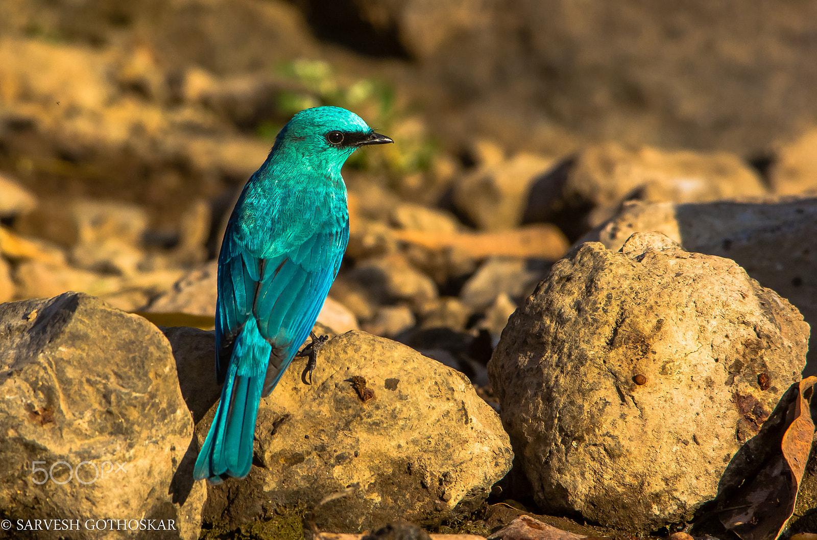 Sigma 150-500mm F5-6.3 DG OS HSM sample photo. Verditor flycatcher photography