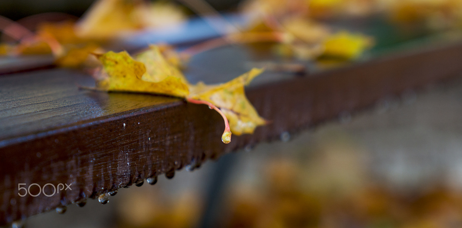 Sony a6000 + Sony Vario Tessar T* FE 24-70mm F4 ZA OSS sample photo. Autumn photography