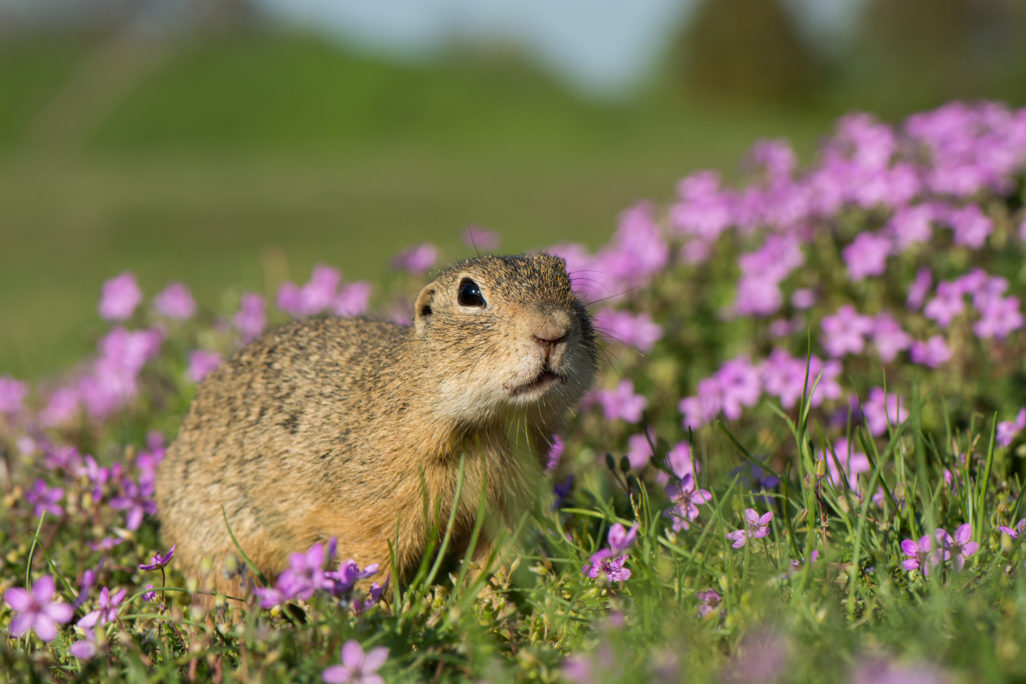 Nikon AF-S Micro-Nikkor 105mm F2.8G IF-ED VR sample photo. Squirrel photography