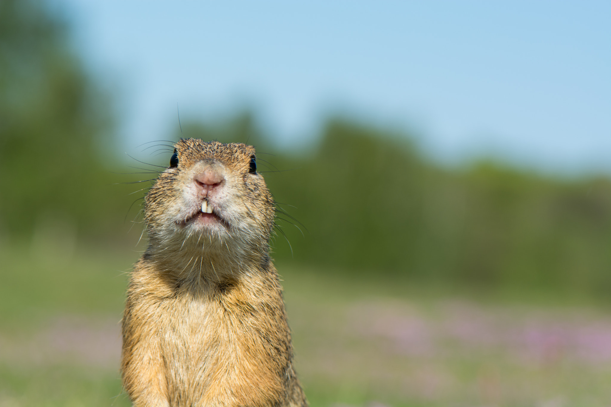 Nikon AF-S Micro-Nikkor 105mm F2.8G IF-ED VR sample photo. Squirrel photography