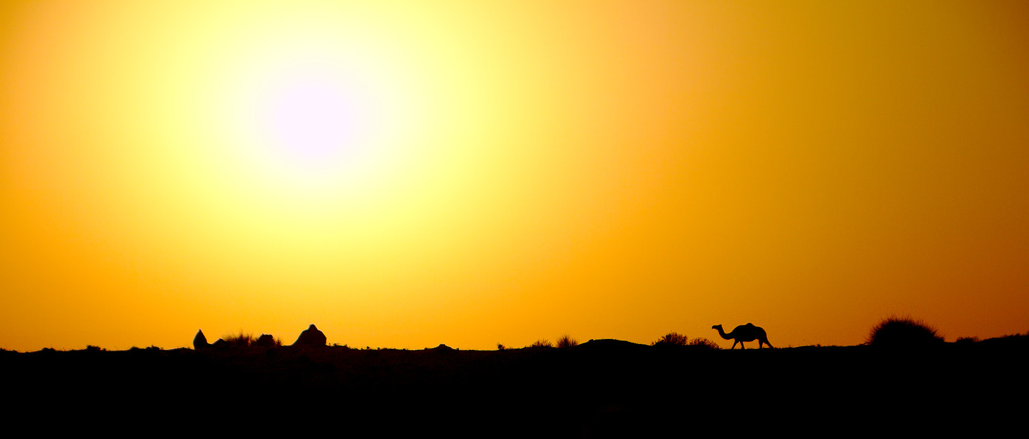 Canon EOS 7D + Sigma 18-200mm f/3.5-6.3 DC OS sample photo. Camels on the horizon photography