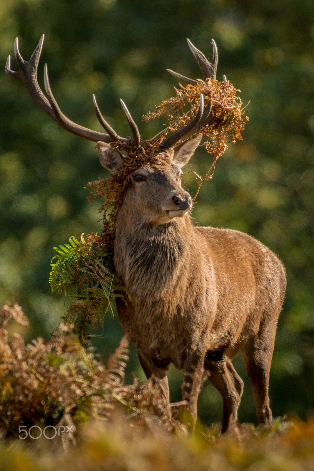 Nikon AF-S Nikkor 300mm F2.8G ED VR II sample photo. Fancy headgear! photography