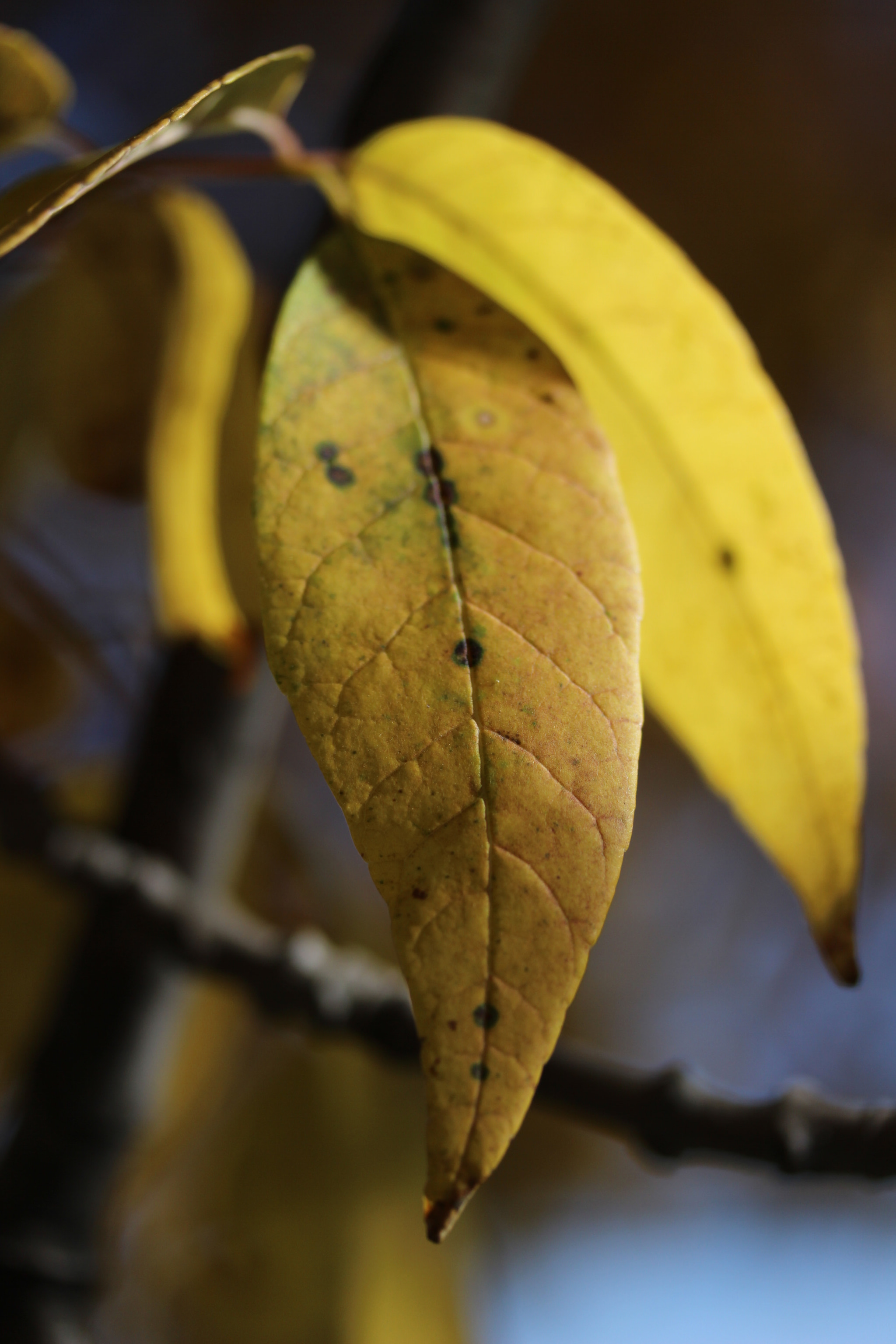 Canon EF-S 60mm F2.8 Macro USM sample photo. Banana wanna-be photography